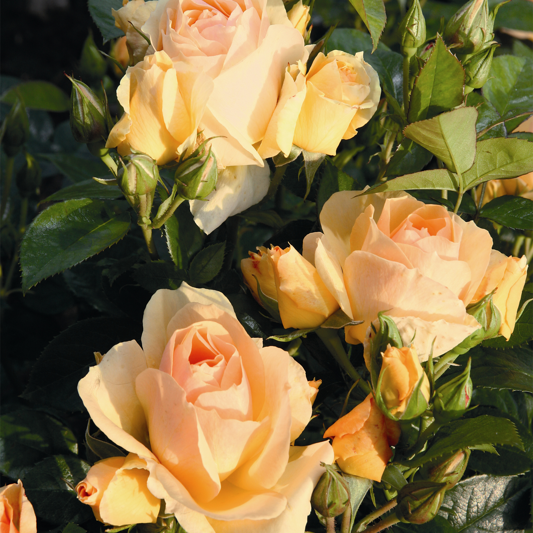 Kräftige, pfirsichfarbene Rosen in voller Blüte, umgeben von üppigem grünem Laub, ergeben vor einem dunklen Hintergrund ein bezauberndes Blumenarrangement.