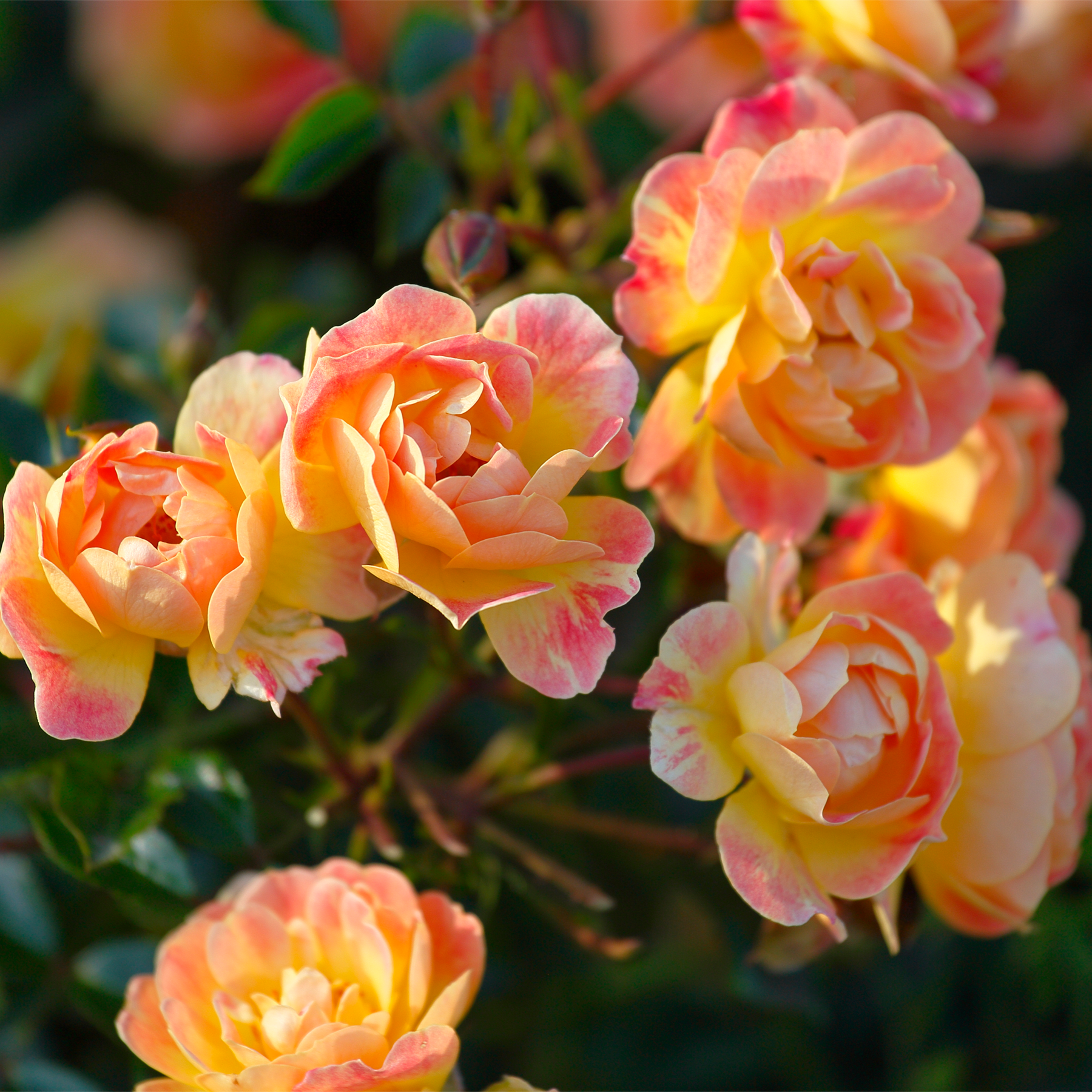 Leuchtende, vielfarbige Rosen blühen vor einem verschwommenen, grünen Hintergrund und schaffen eine optisch beeindruckende und fesselnde Szene.