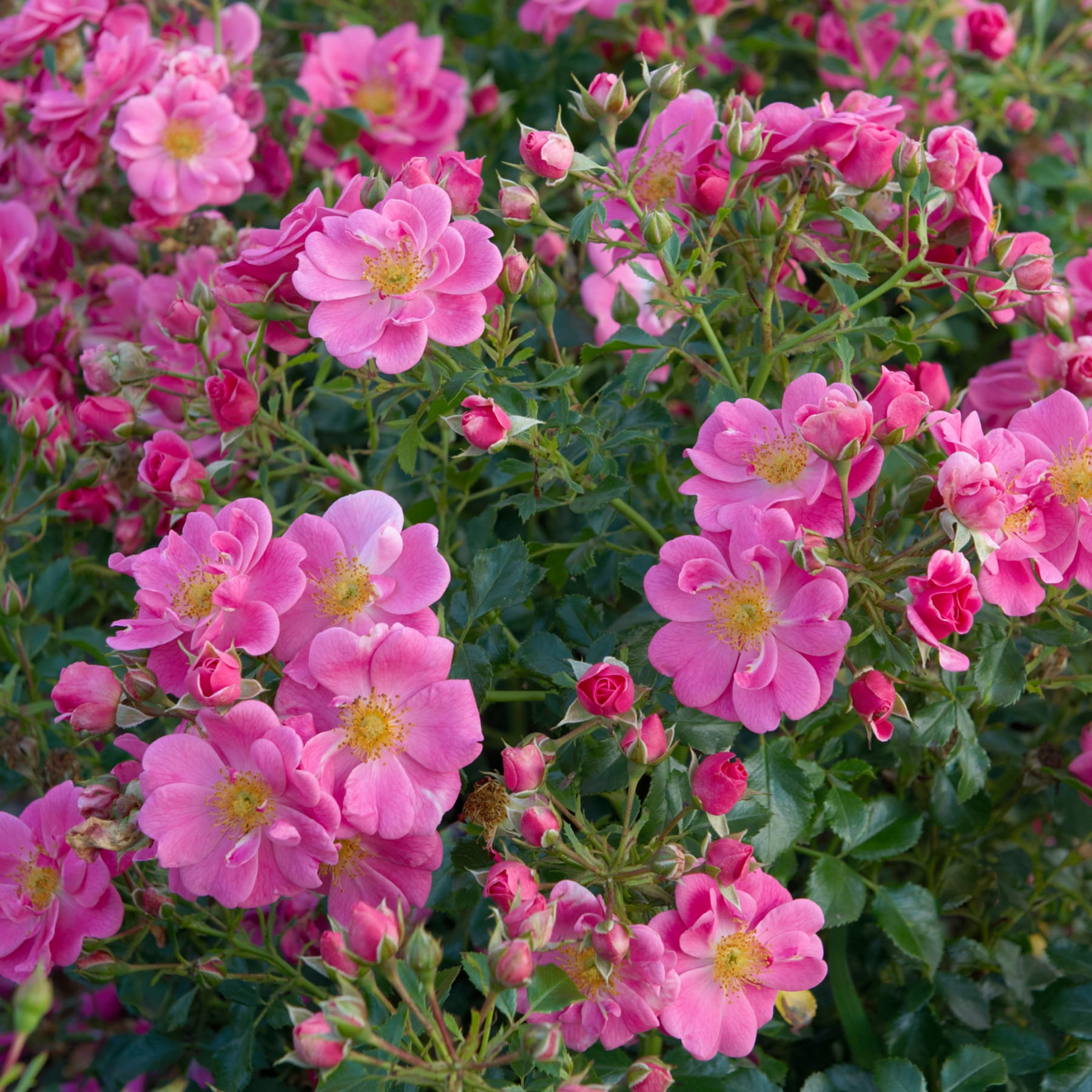 Ein üppiger, lebendiger Garten voller rosa Rosen in voller Blüte, deren zarte Blütenblätter einen schönen Kontrast zum grünen Laub im Hintergrund bilden.