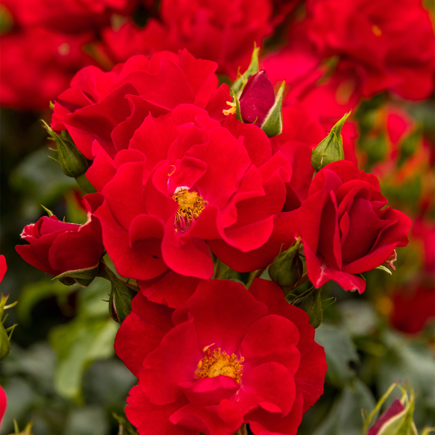Leuchtend rote Rosen in voller Blüte, deren Blütenblätter sich vor einem üppigen, grünen Hintergrund entfalten.