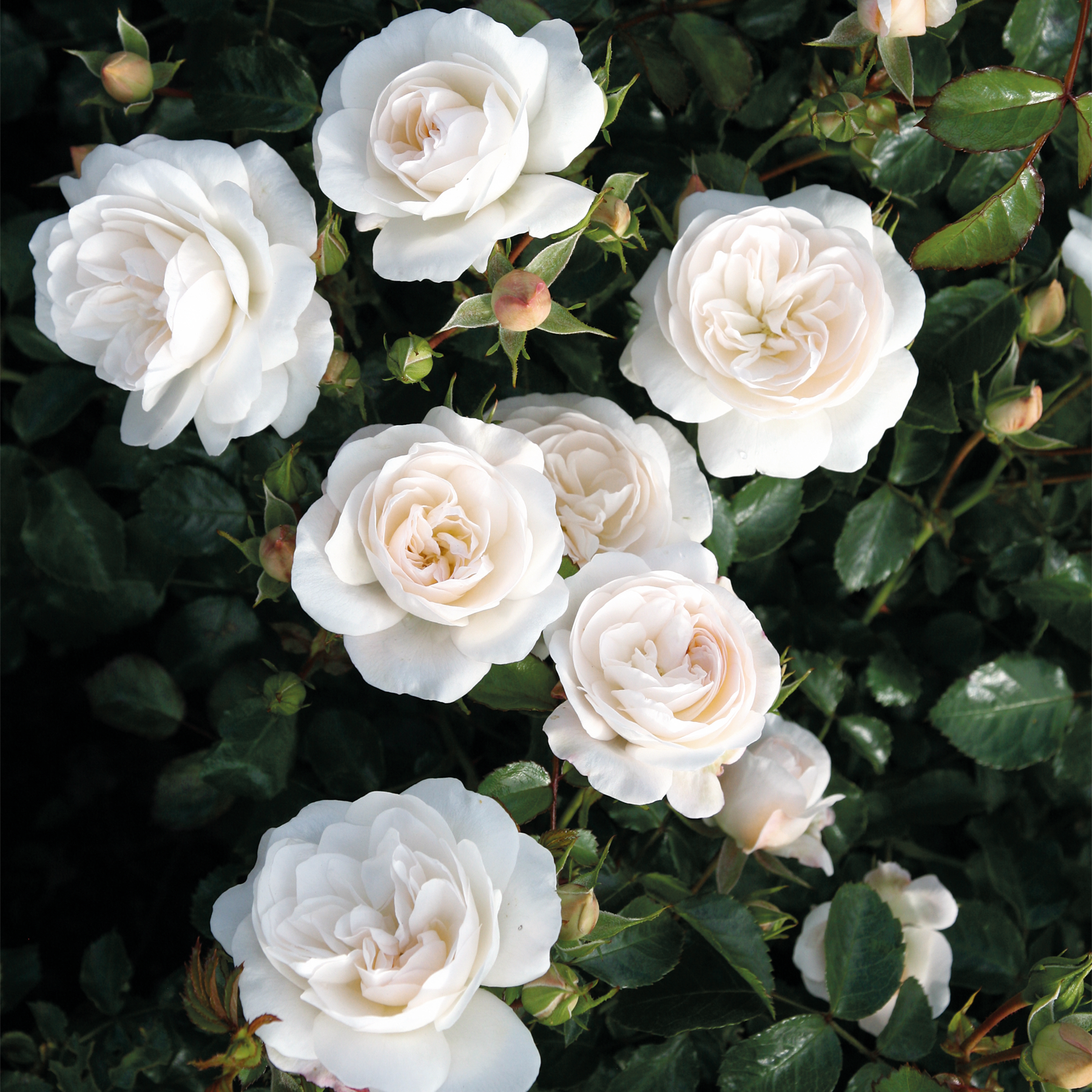 Ein üppiger, grüner Garten voller zarter, makellos weißer Rosen in voller Blüte, deren Blütenblätter sich sanft vor dem Hintergrund üppigen, dunklen Laubs entfalten.
