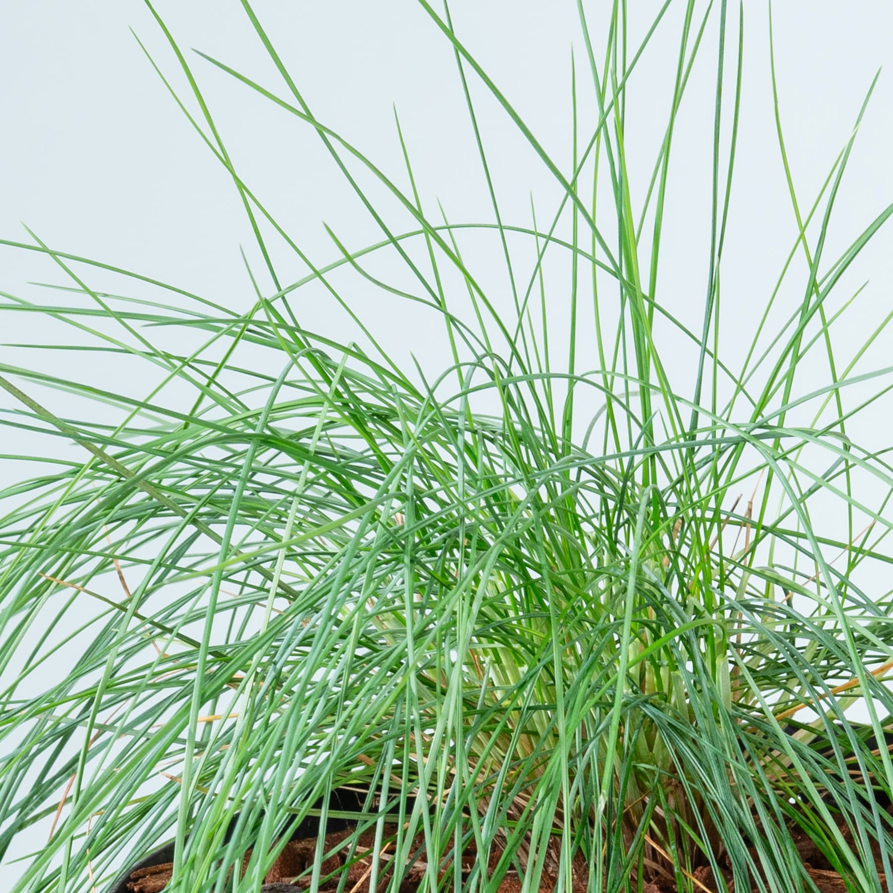 Üppige, leuchtend grüne Grashalme mit komplizierten Mustern und Texturen füllen den Rahmen und schaffen eine heitere und natürliche Atmosphäre.