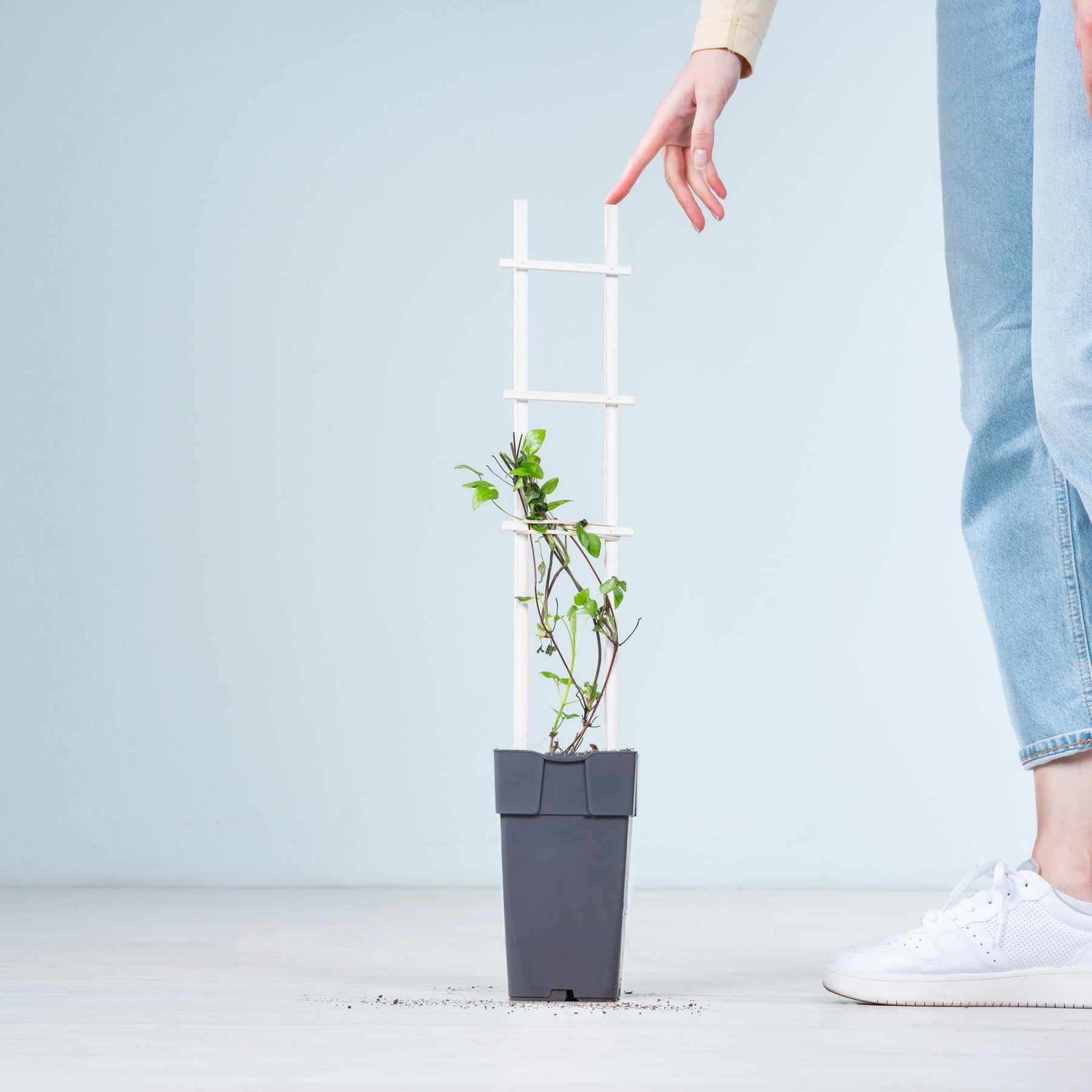 Die Hand einer Person streckt sich nach einer kleinen Pflanze aus, die in einem schwarzen Blumentopf wächst. Im Hintergrund ist vor einer hellblauen Wand eine weiße, leiterartige Struktur zu sehen.