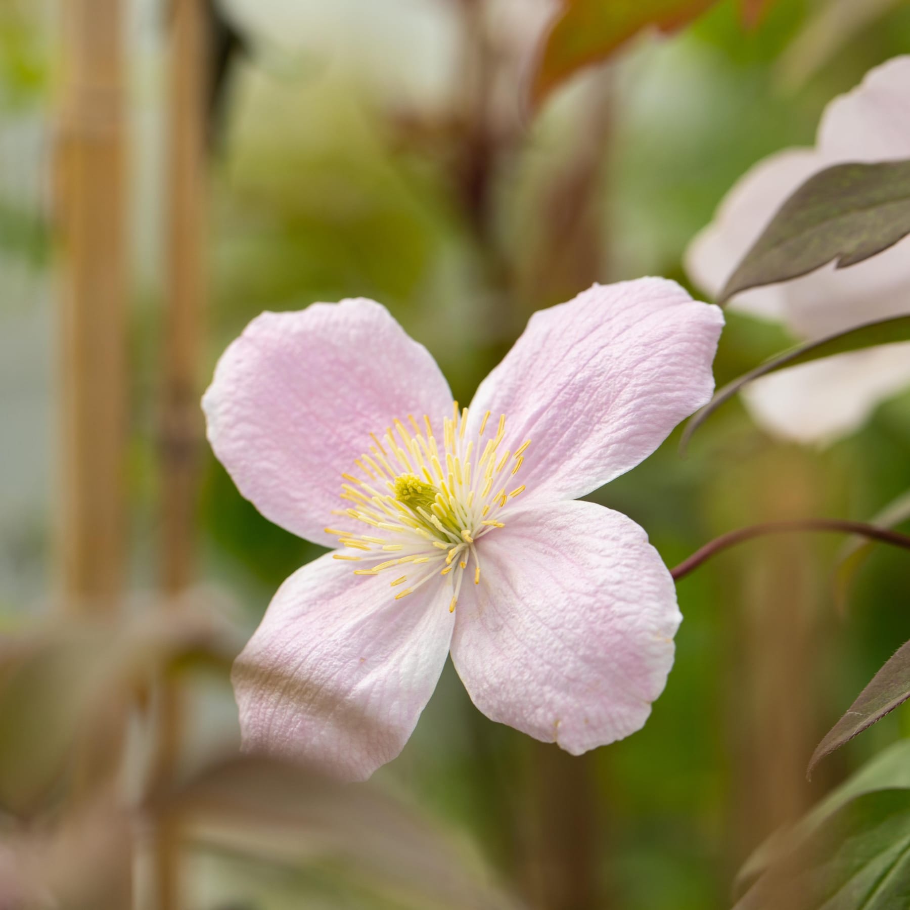 Eine zartrosa Blume mit gelber Mitte blüht inmitten üppigen grünen Laubs im Hintergrund.