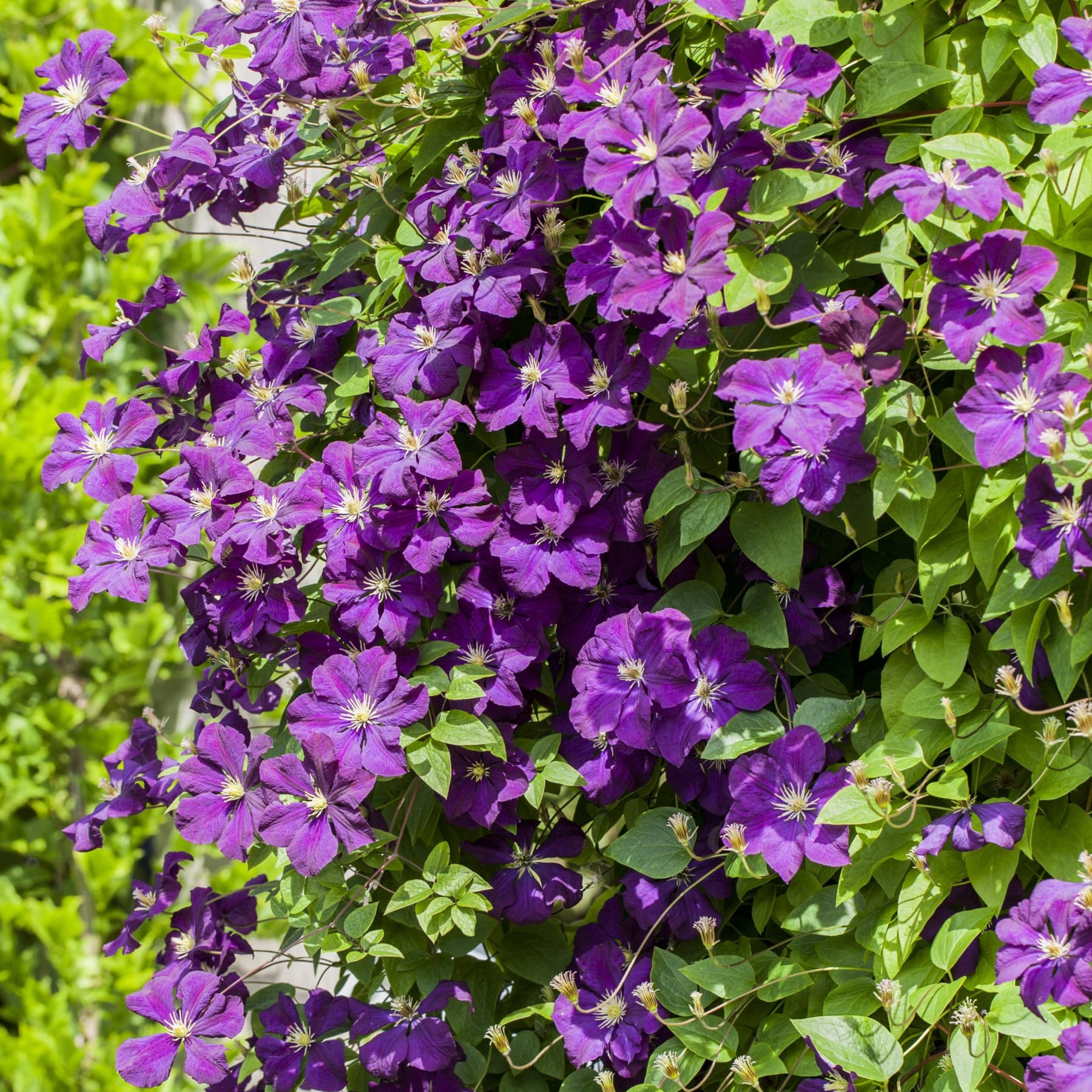 Kräftig violette Clematisblüten blühen inmitten üppiger grüner Blätter und schaffen eine optisch beeindruckende und harmonische Naturszene.