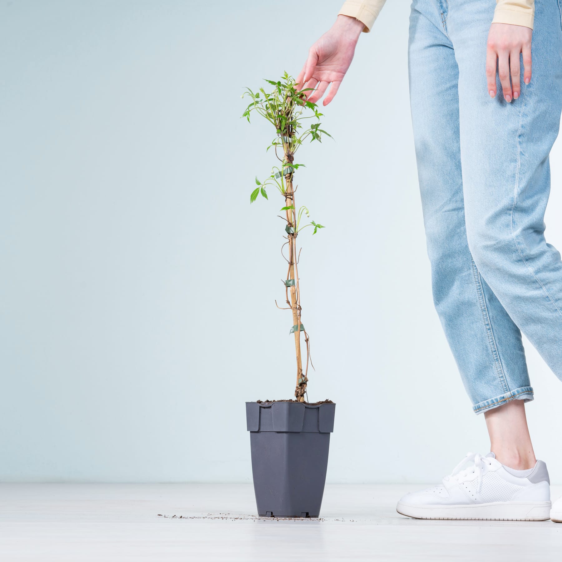Die Hände einer Person halten eine kleine Topfpflanze mit grünen Blättern vor einem schlichten hellblauen Hintergrund und die Person trägt helle Jeans und weiße Turnschuhe.