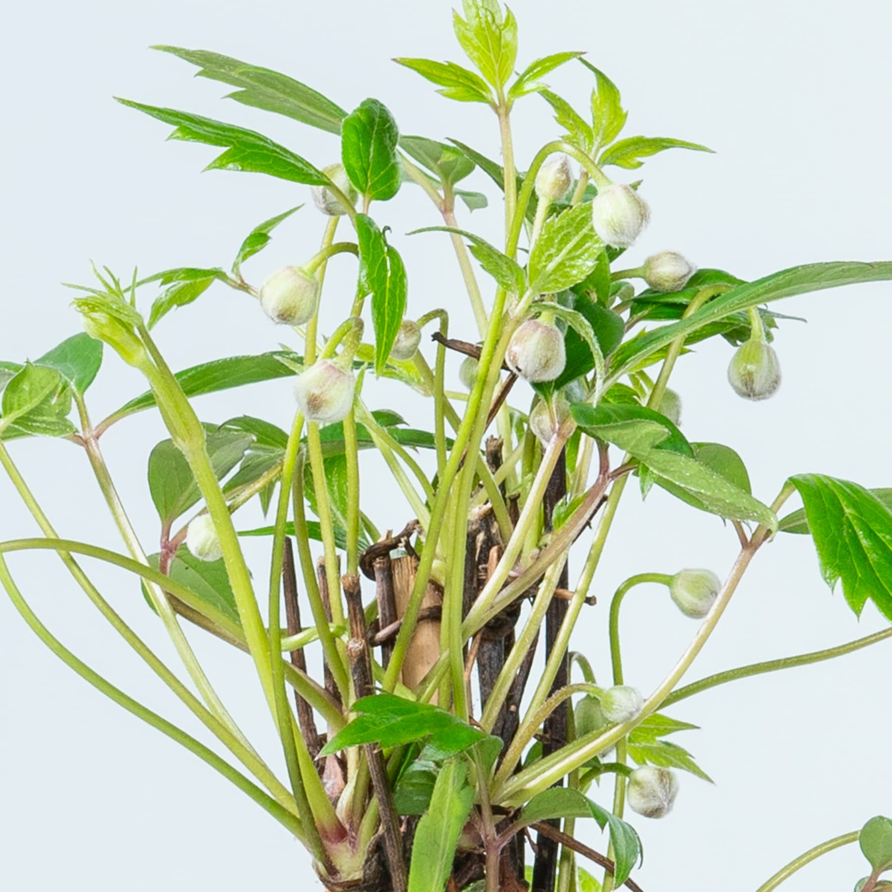 Eine üppige, grüne Pflanze mit zarten weißen Blüten und schlanken Stielen hebt sich von einem schlichten weißen Hintergrund ab und zeigt die natürliche Schönheit des botanischen Exemplars.