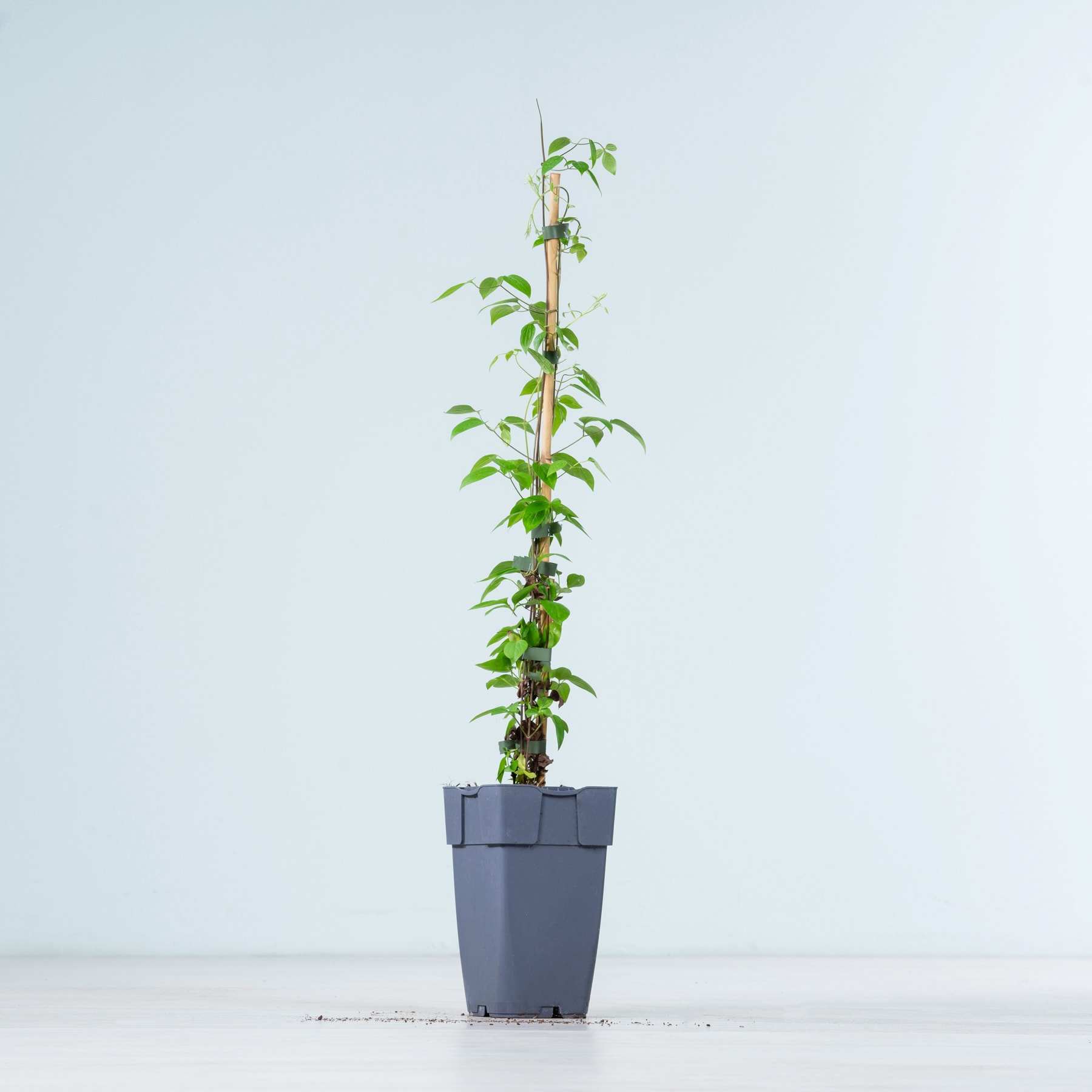 Eine junge grüne Pflanze mit Blättern, die in einem grauen Blumentopf vor einem schlichten hellblauen Hintergrund wächst.