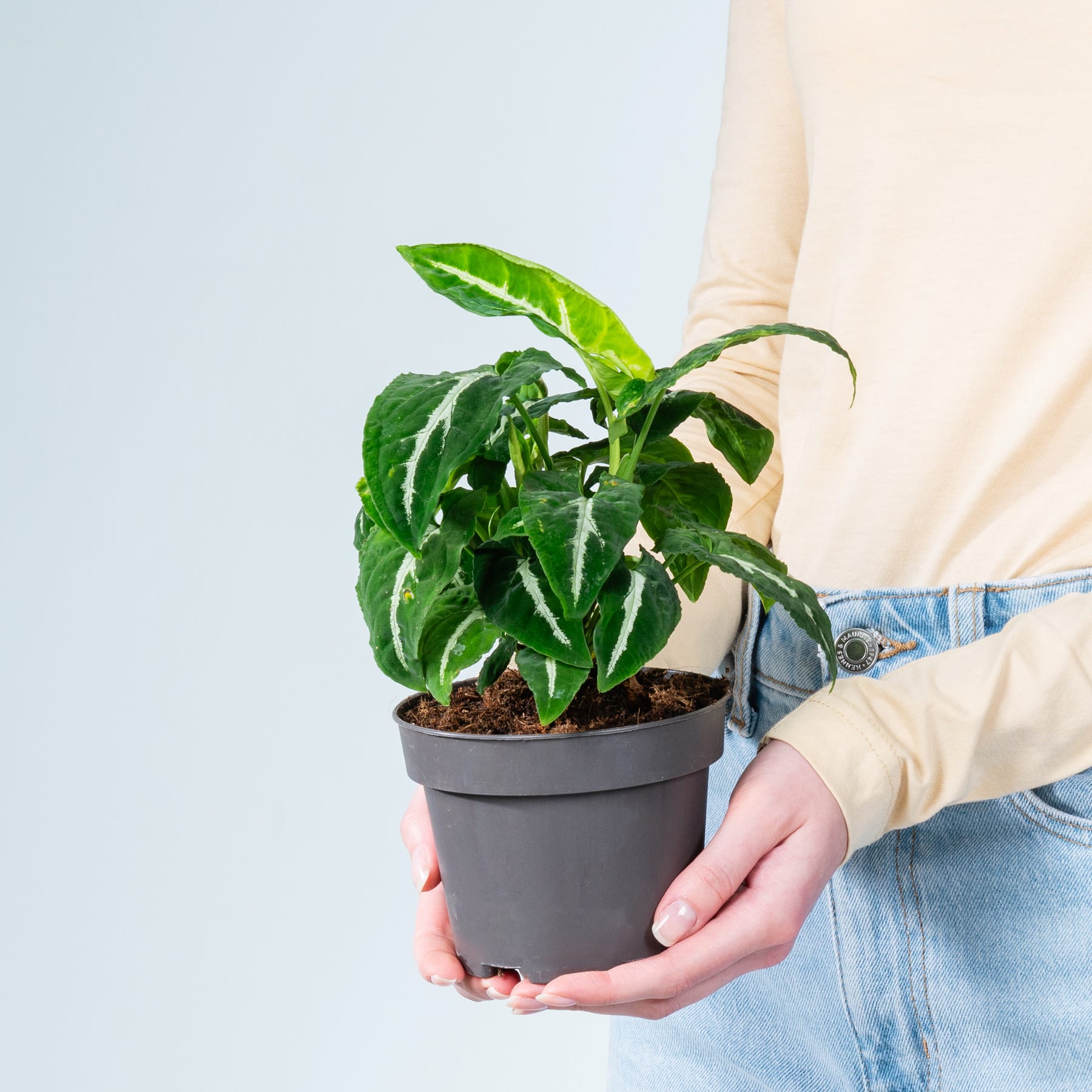 Die Hände einer Person halten eine Topfpflanze mit großen, grünen Blättern vor einem schlichten, hellen Hintergrund.
