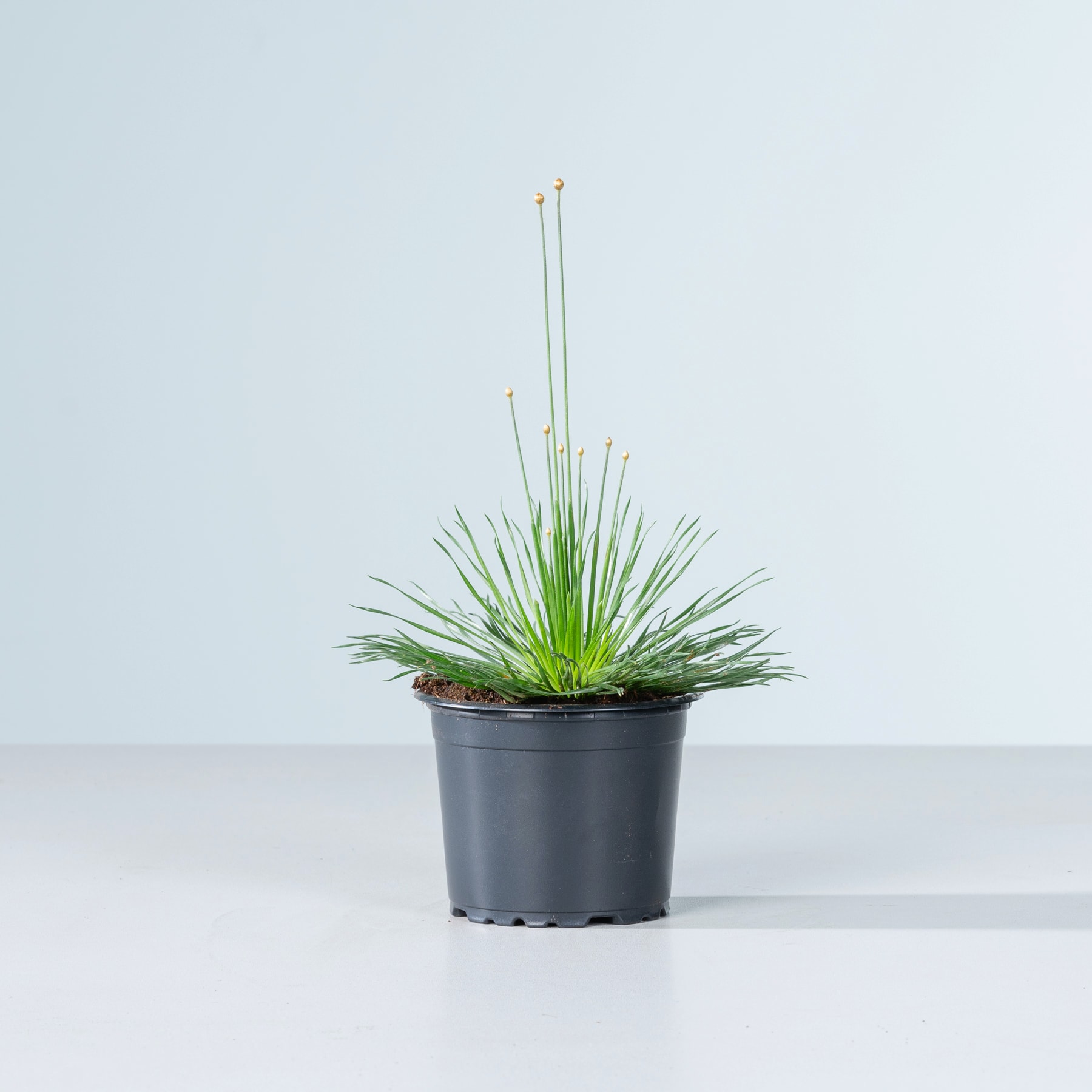 Ein schwarzer Plastiktopf mit einer üppigen, grünen Pflanze mit langen, schlanken Blättern steht auf einer schlichten, weißen Fläche vor einem hellblauen Hintergrund.