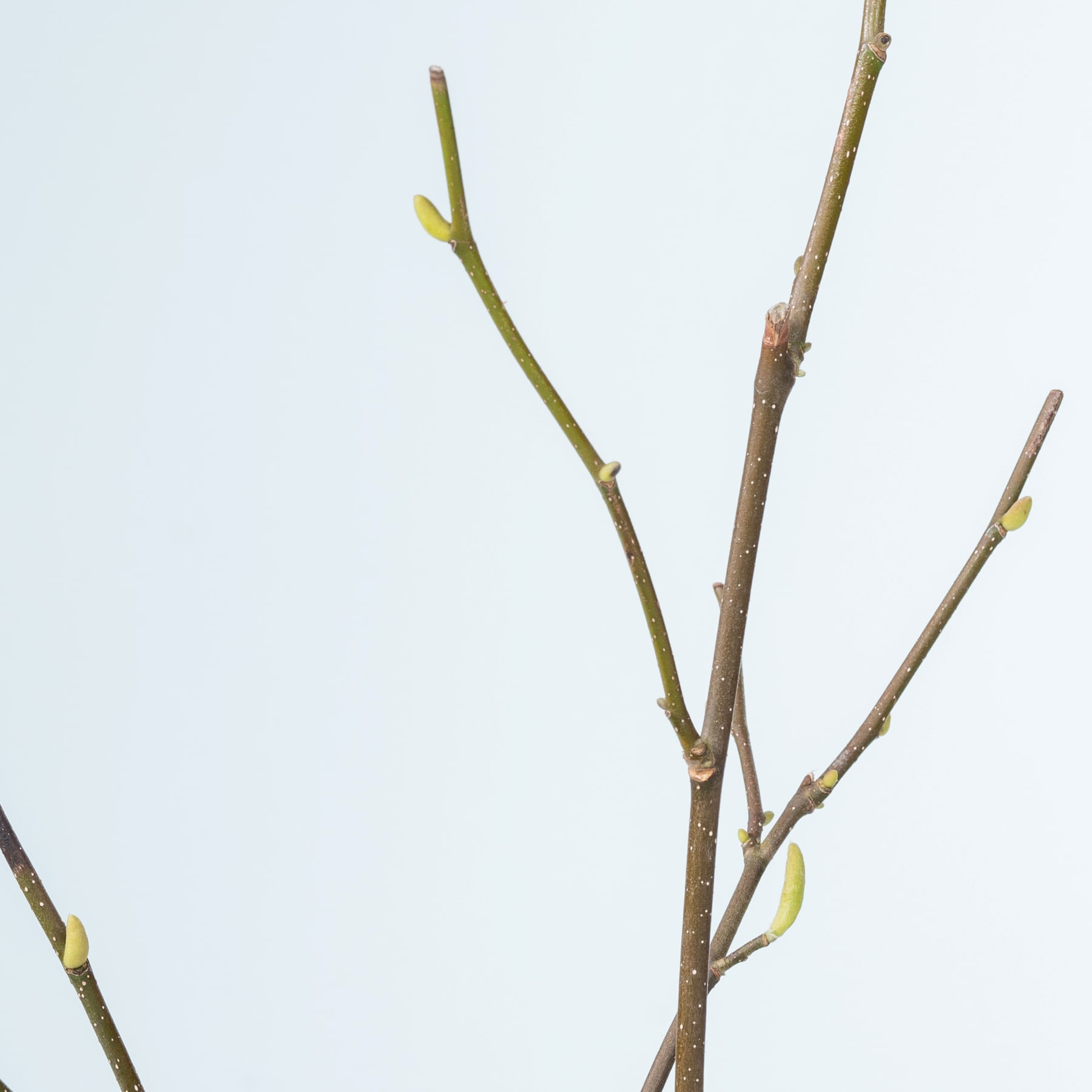 Kahle Zweige mit kleinen gelben Knospen vor einem schlichten, hellen Hintergrund.