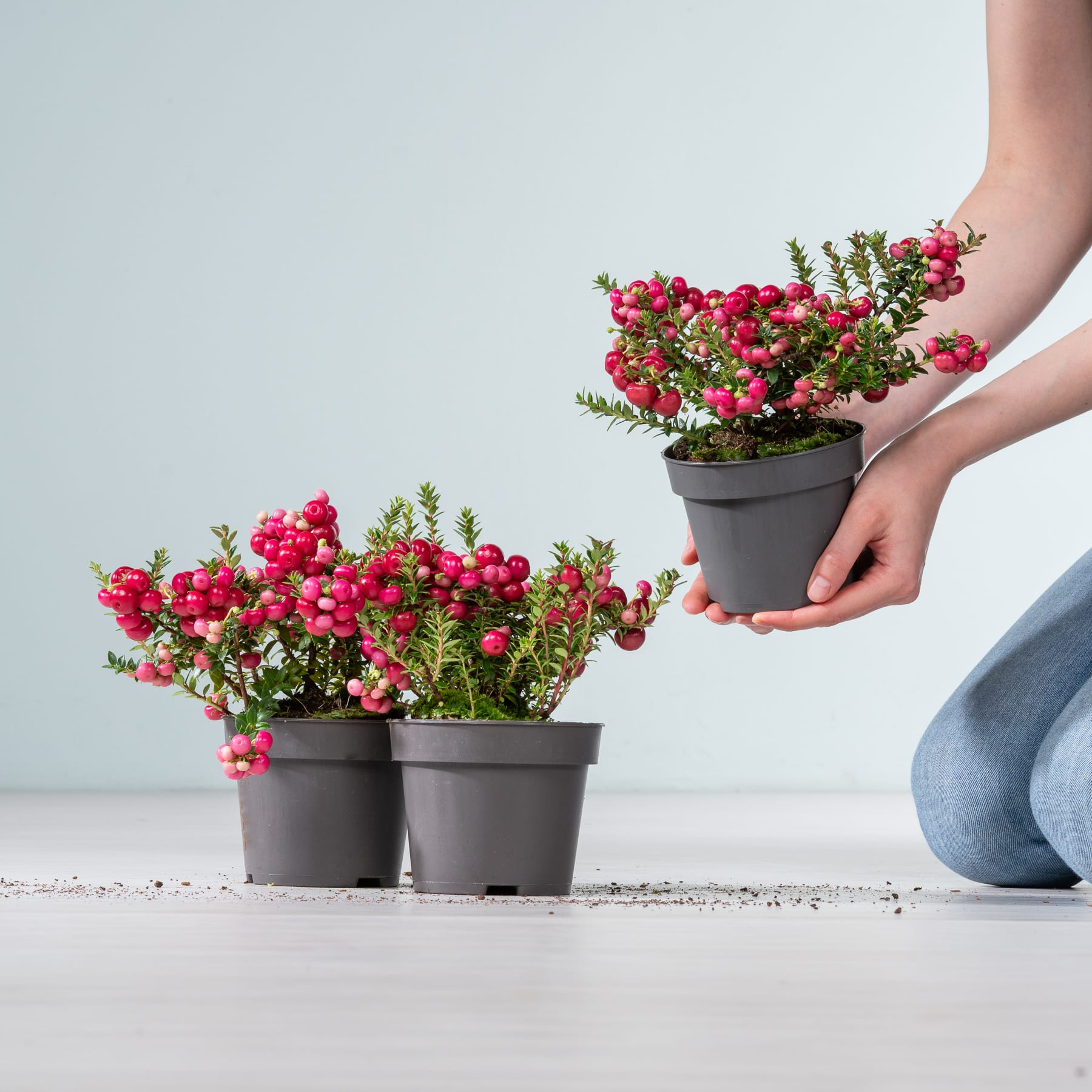Das Bild zeigt mehrere Topfpflanzen mit leuchtend roten Blüten, die eine Person in den Händen hält, die vor einem schlichten Hintergrund auf dem Boden sitzt.