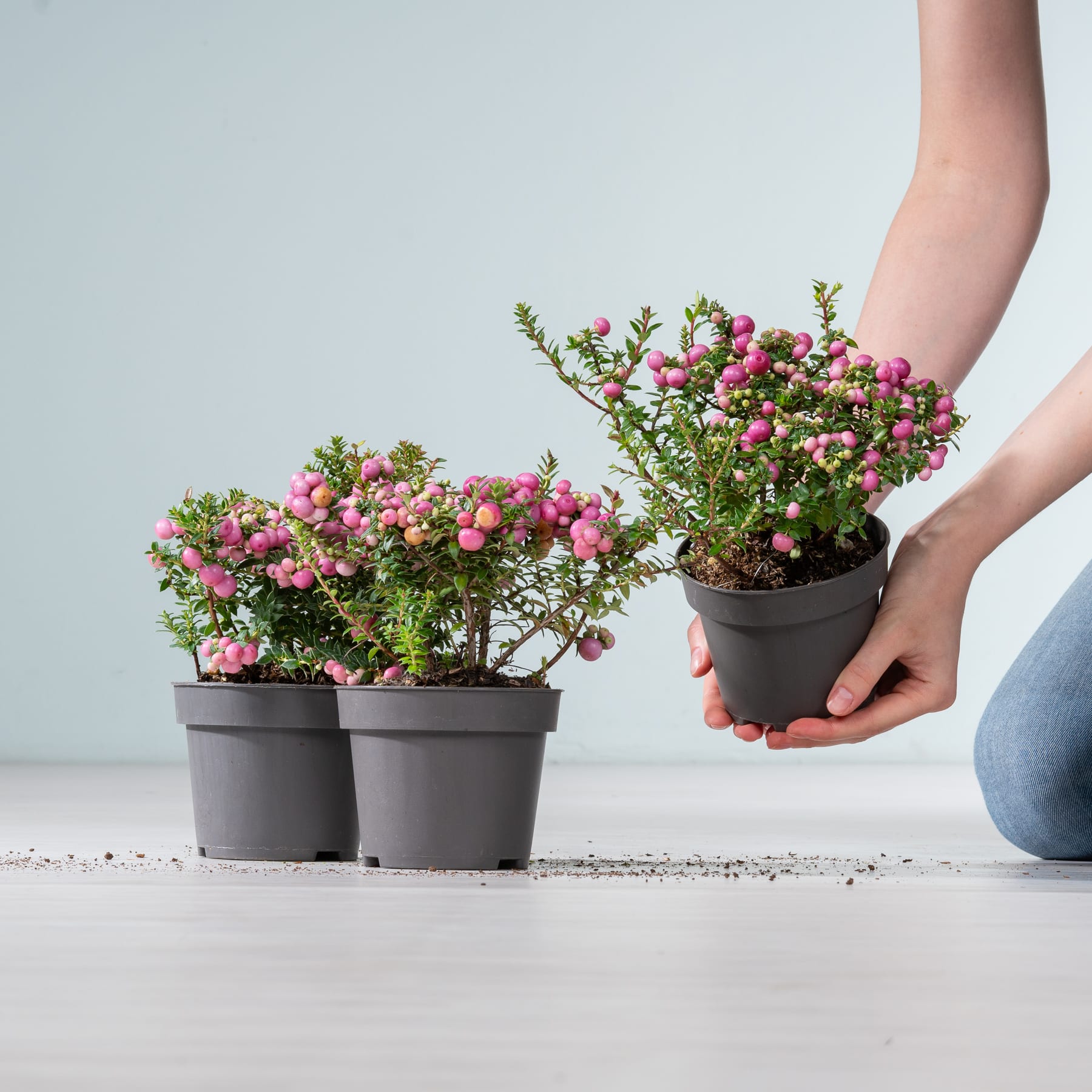 Das Bild zeigt zwei Topfpflanzen mit leuchtend rosa Blüten, die eine Person vor einem schlichten Hintergrund in den Händen hält.