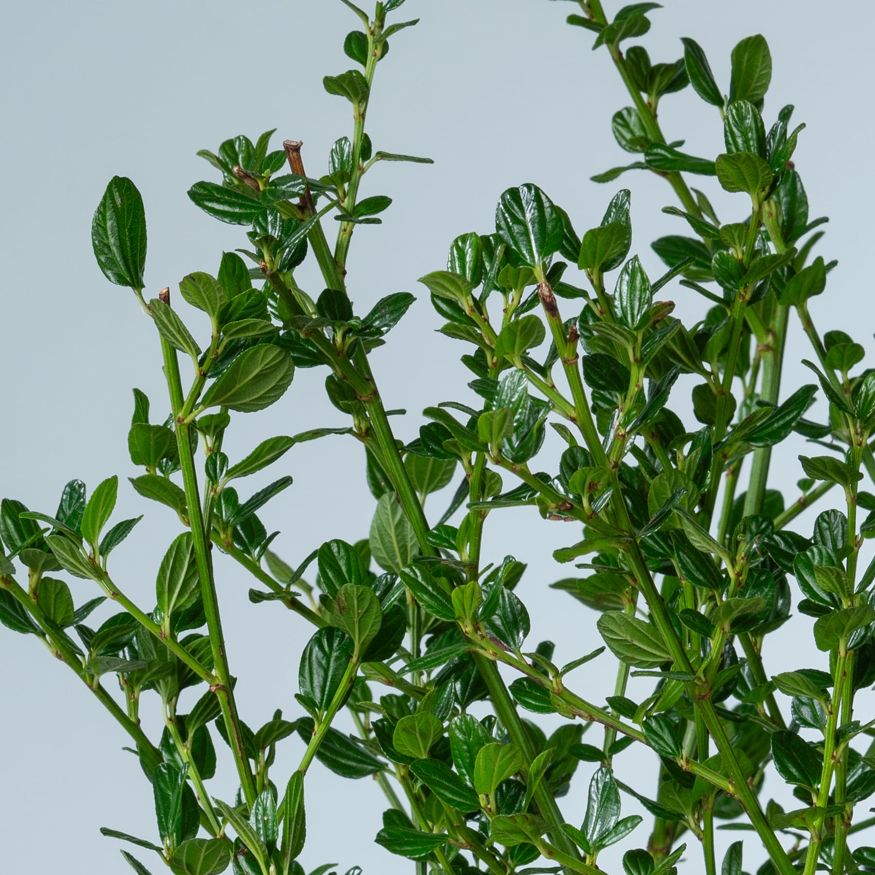 Üppiges grünes Laub mit leuchtenden Blättern füllt den Rahmen vor einem schlichten, hellen Hintergrund.