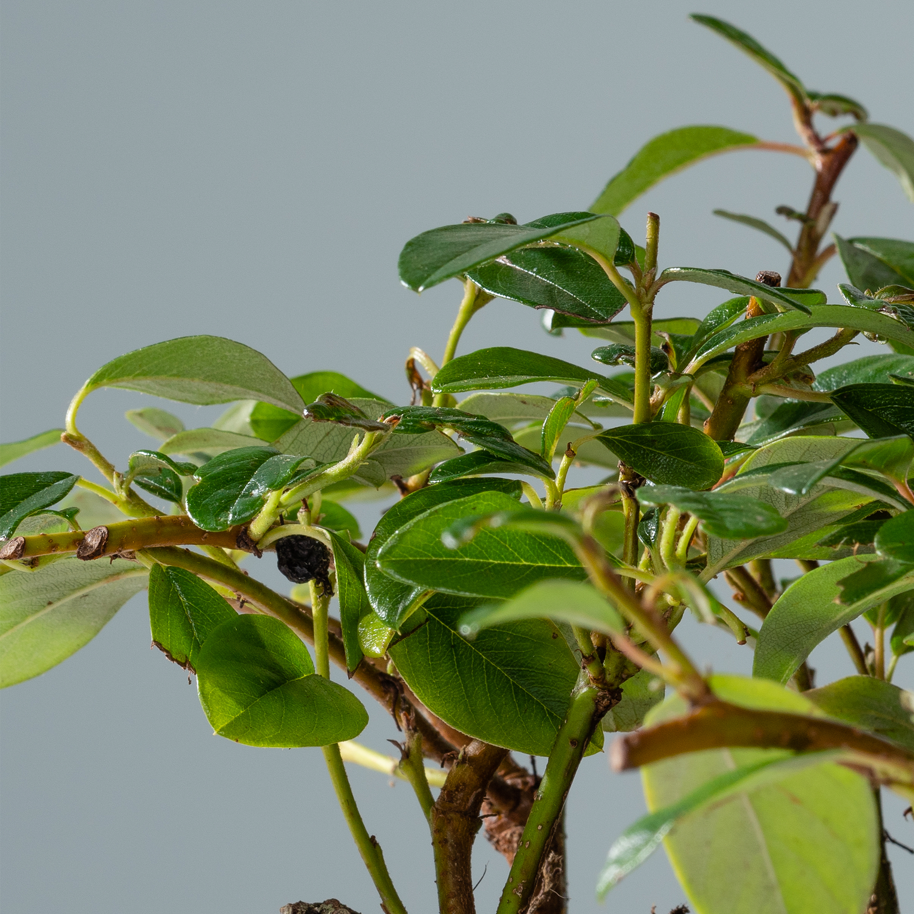 Das Bild zeigt eine Nahaufnahme einer üppigen, grünen Pflanze mit zahlreichen Blättern und Zweigen vor einem schlichten, hellen Hintergrund.