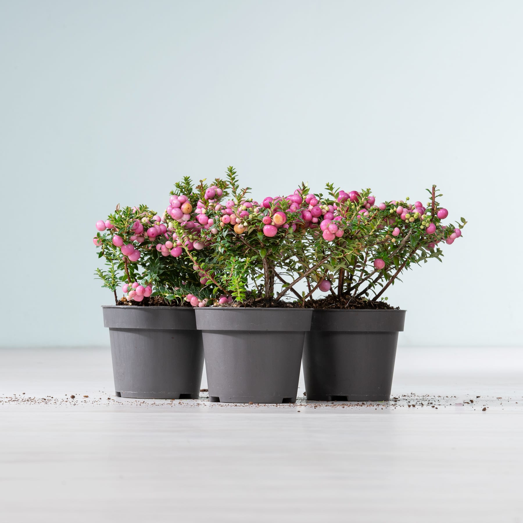 Drei schwarze Pflanzgefäße mit leuchtend rosa und weiß blühenden Pflanzen stehen auf einer schlichten weißen Fläche vor einem hellblauen Hintergrund.