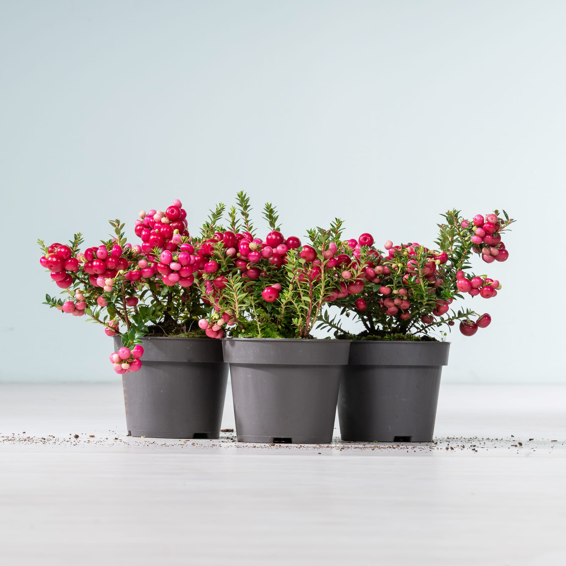 Drei schwarze Pflanzgefäße mit leuchtend roten Blumen und grünem Laub stehen auf einer hellen Oberfläche vor einem schlichten Hintergrund.