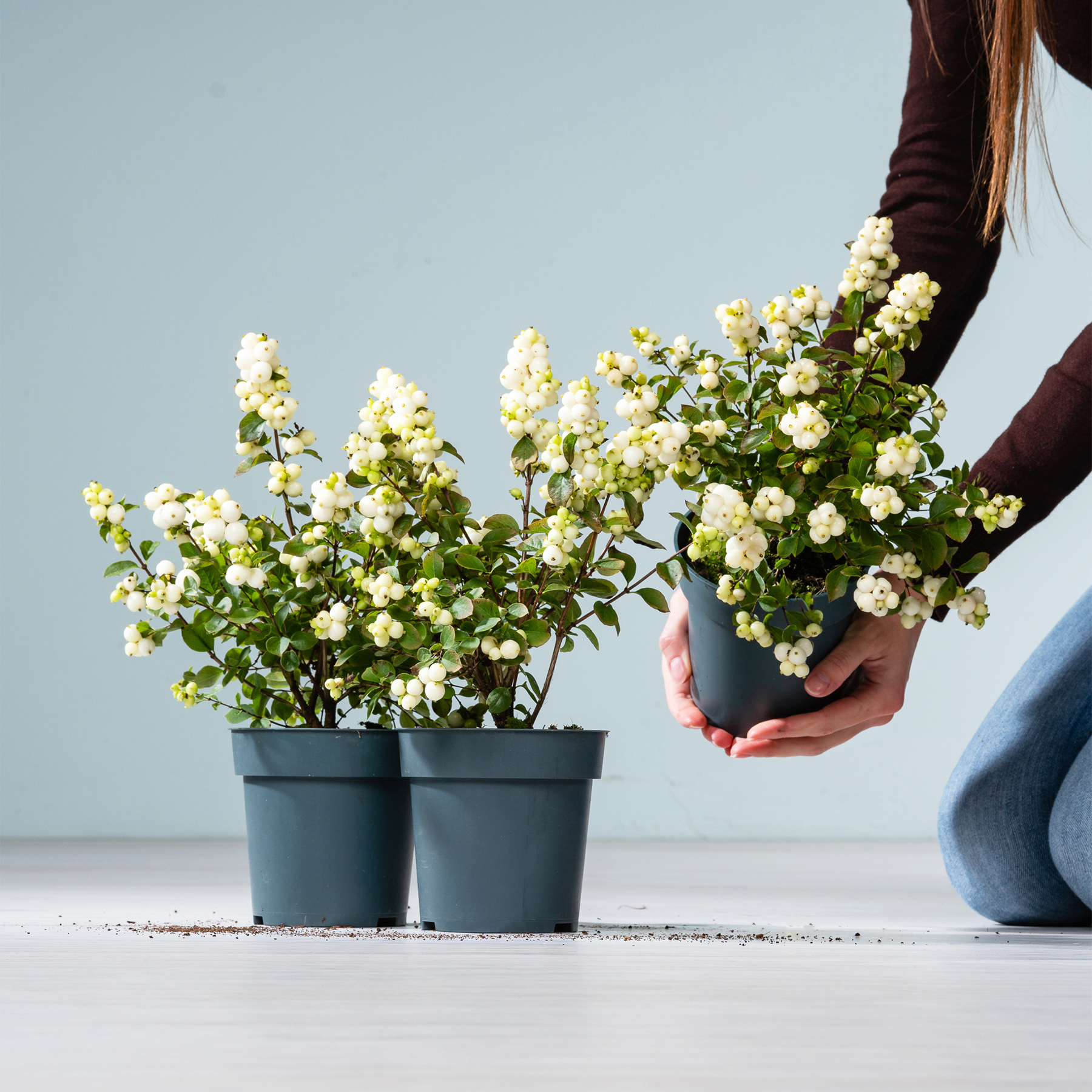 Das Bild zeigt die Hände einer Person, die einen Strauß weißer Blumen vor zwei Topfpflanzen auf einer Holzoberfläche mit einem schlichten Hintergrund hält.