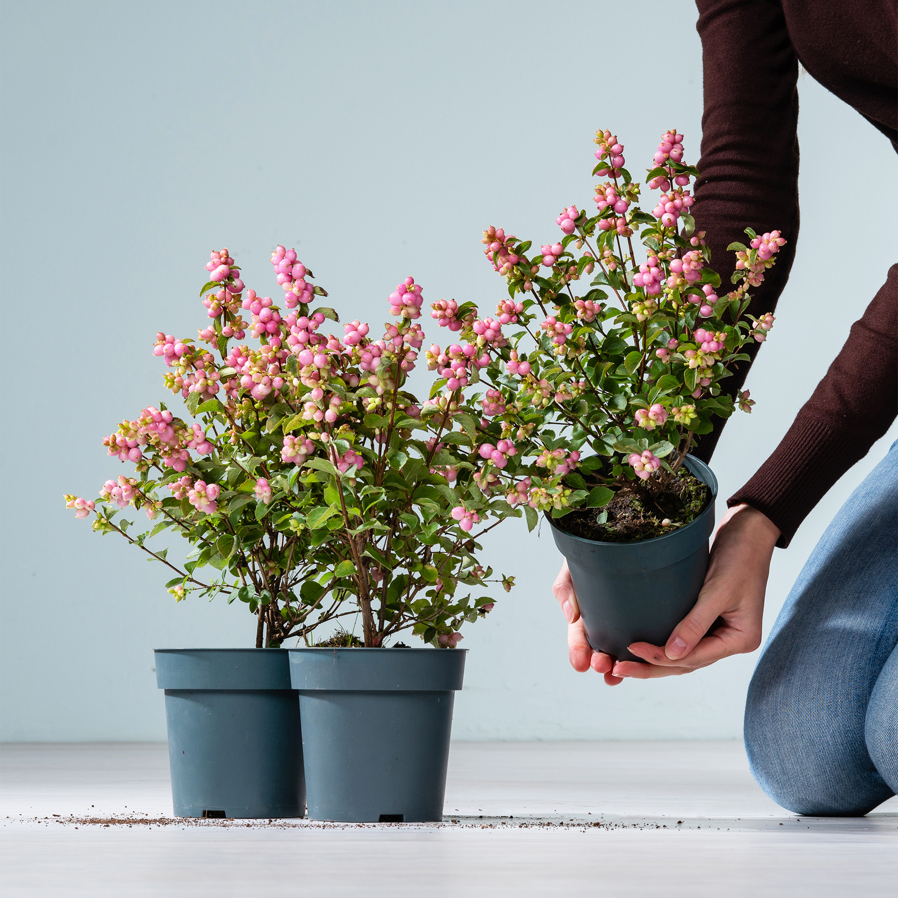 Das Bild zeigt die Hände einer Person, die vor einem schlichten Hintergrund zwei Topfpflanzen mit leuchtend rosa Blüten hält.