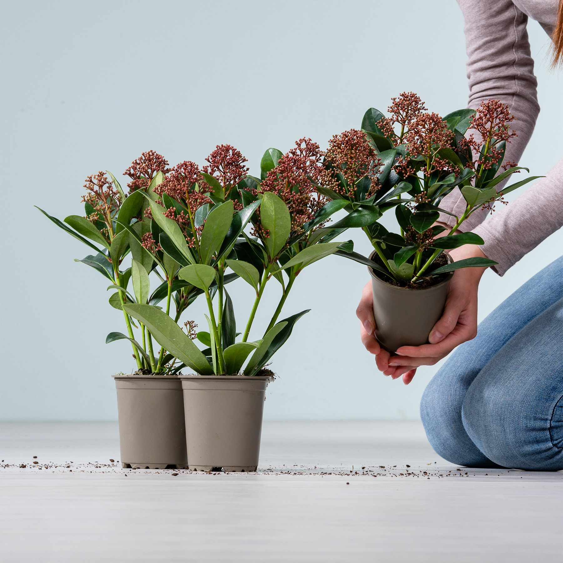 Das Bild zeigt die Hände einer Person, die vor einem schlichten Hintergrund zwei Topfpflanzen mit leuchtend rosa Blüten und grünen Blättern hält.