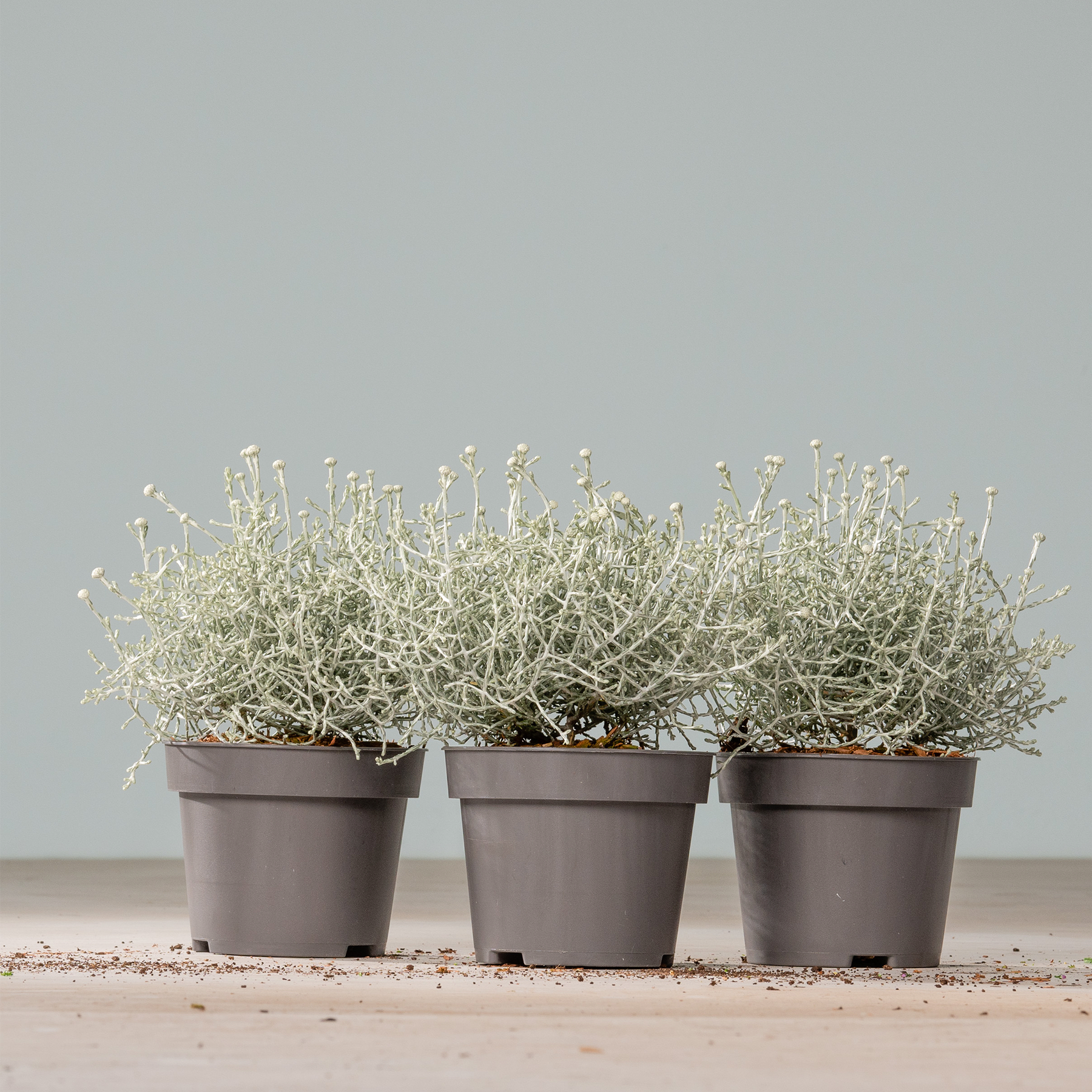 Drei kleine Topfpflanzen mit zarten weißen Blüten stehen auf einer Holzoberfläche vor einem schlichten grauen Hintergrund.
