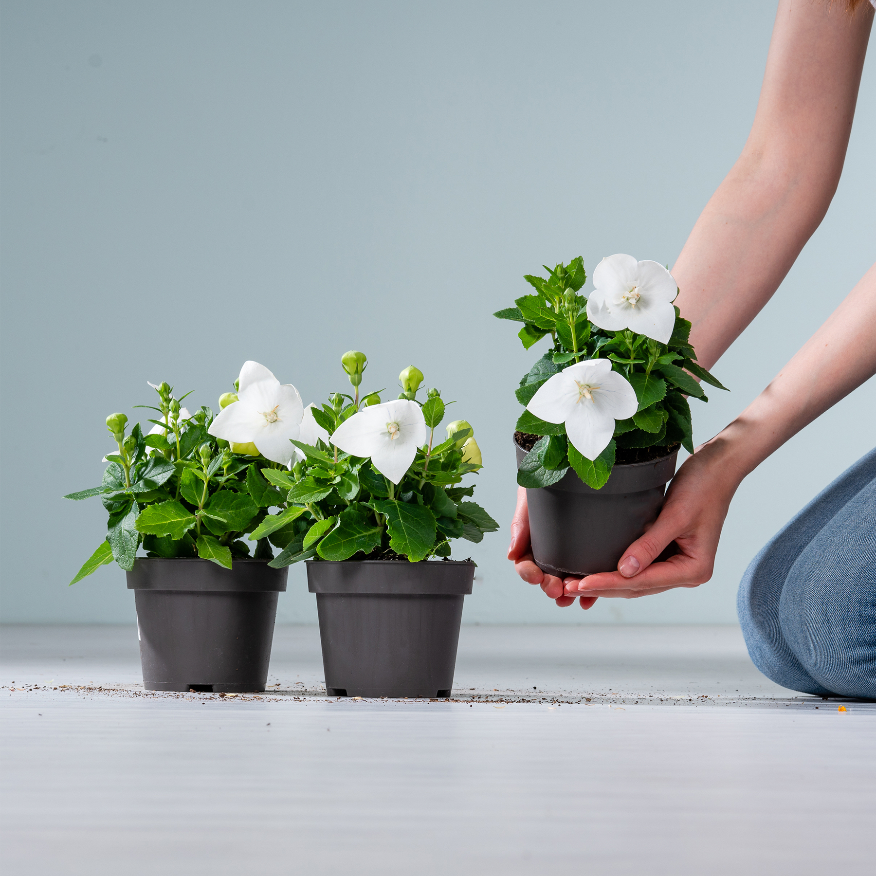 Das Bild zeigt zwei Topfpflanzen mit weißen Blüten und grünen Blättern, die eine Person vor einem schlichten grauen Hintergrund in den Händen hält.