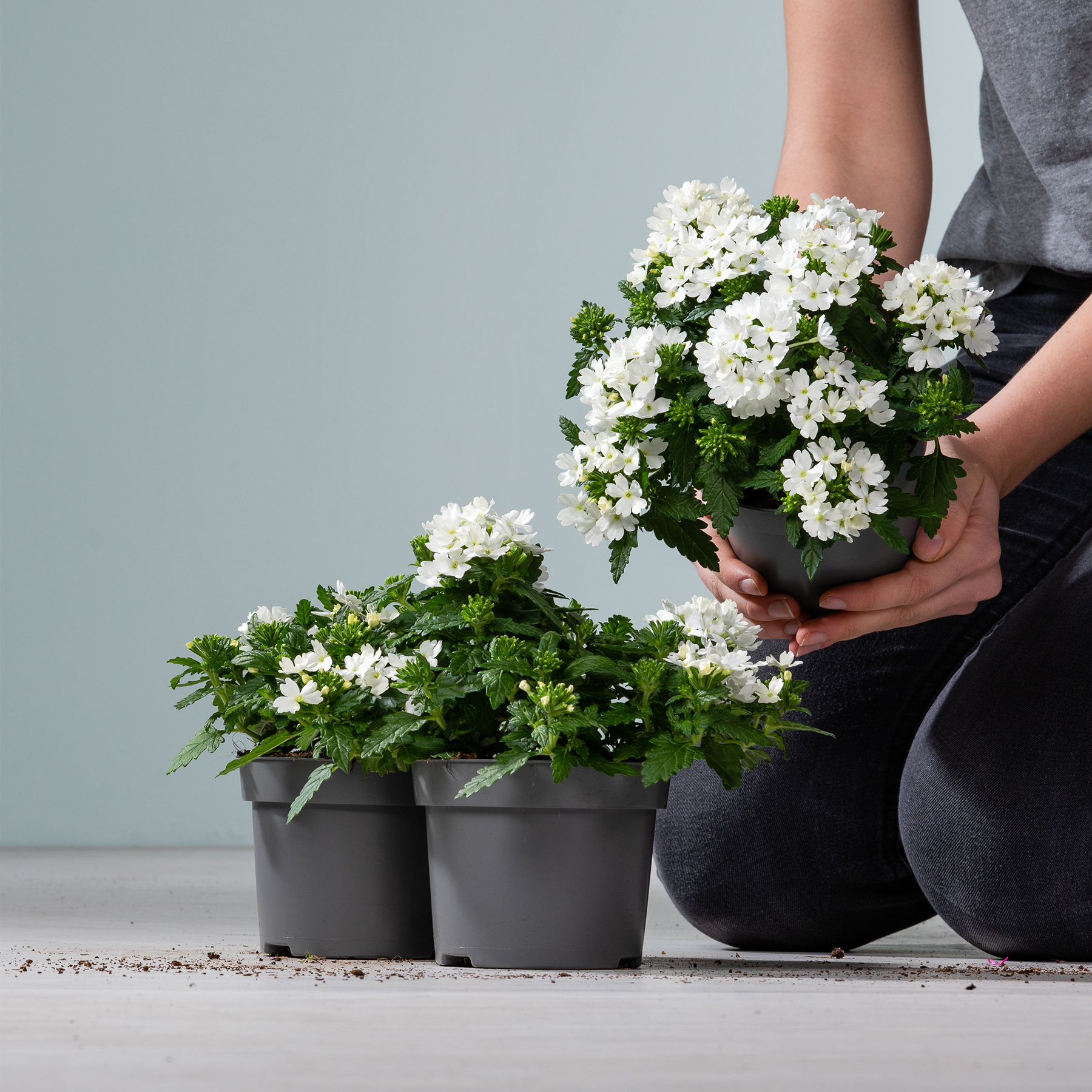 Das Bild zeigt eine Person, die eine Topfpflanze mit weißen Blüten hält, umgeben von weiteren Topfpflanzen auf grauem Hintergrund.