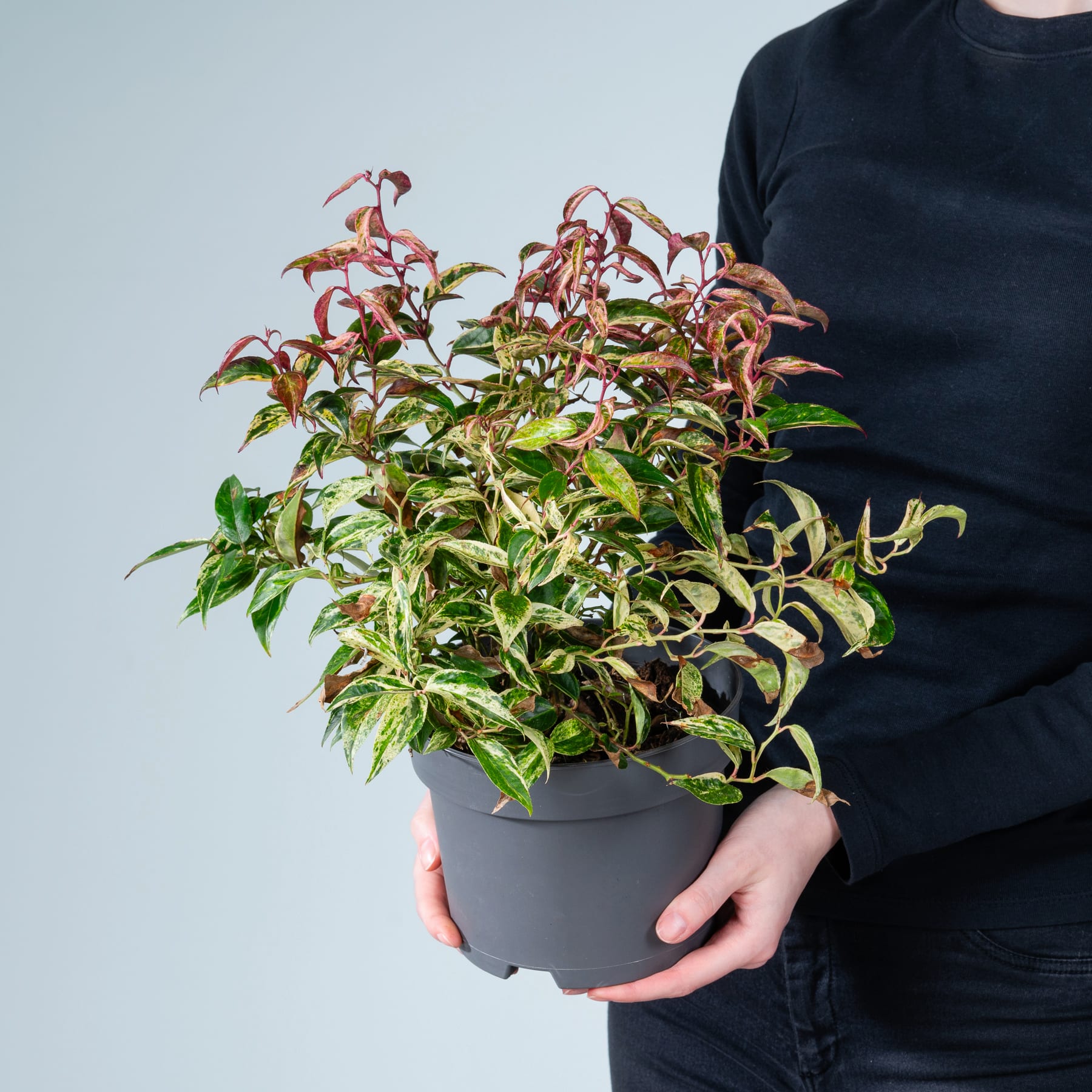 Die Hände einer Person halten eine Topfpflanze mit leuchtend grünen und roten Blättern vor einem schlichten blauen Hintergrund.