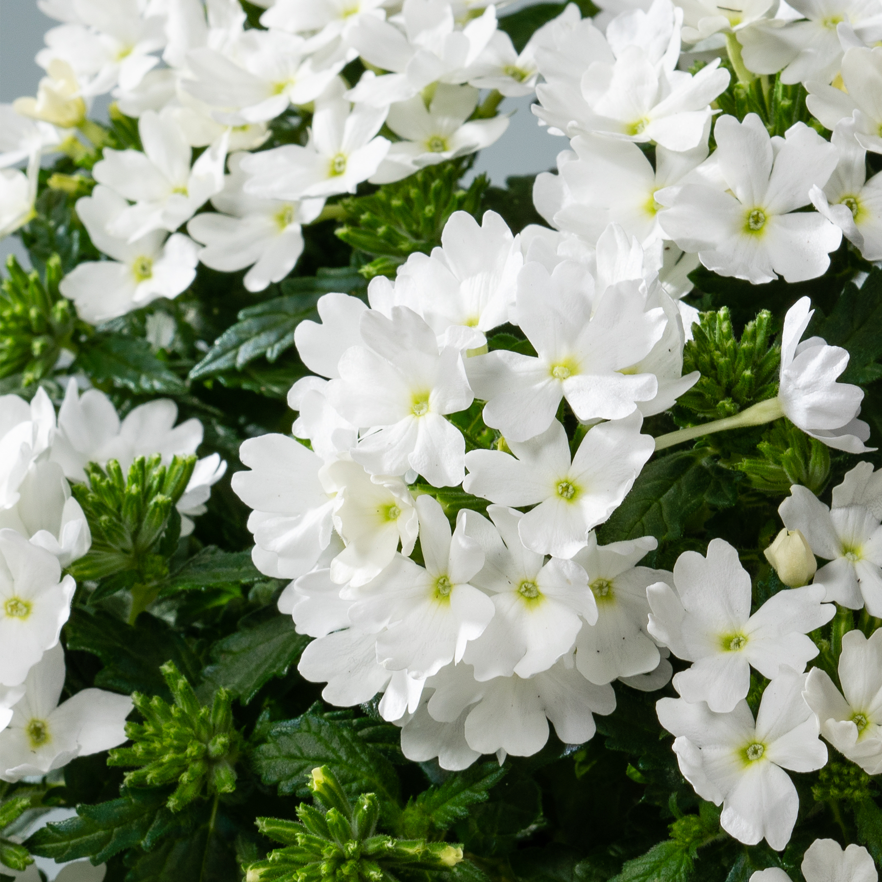 Ein üppiger, grüner Garten voller zarter, makellos weißer Blumen, deren Blütenblätter sich sanft vor dem Hintergrund leuchtend grünen Laubs entfalten.