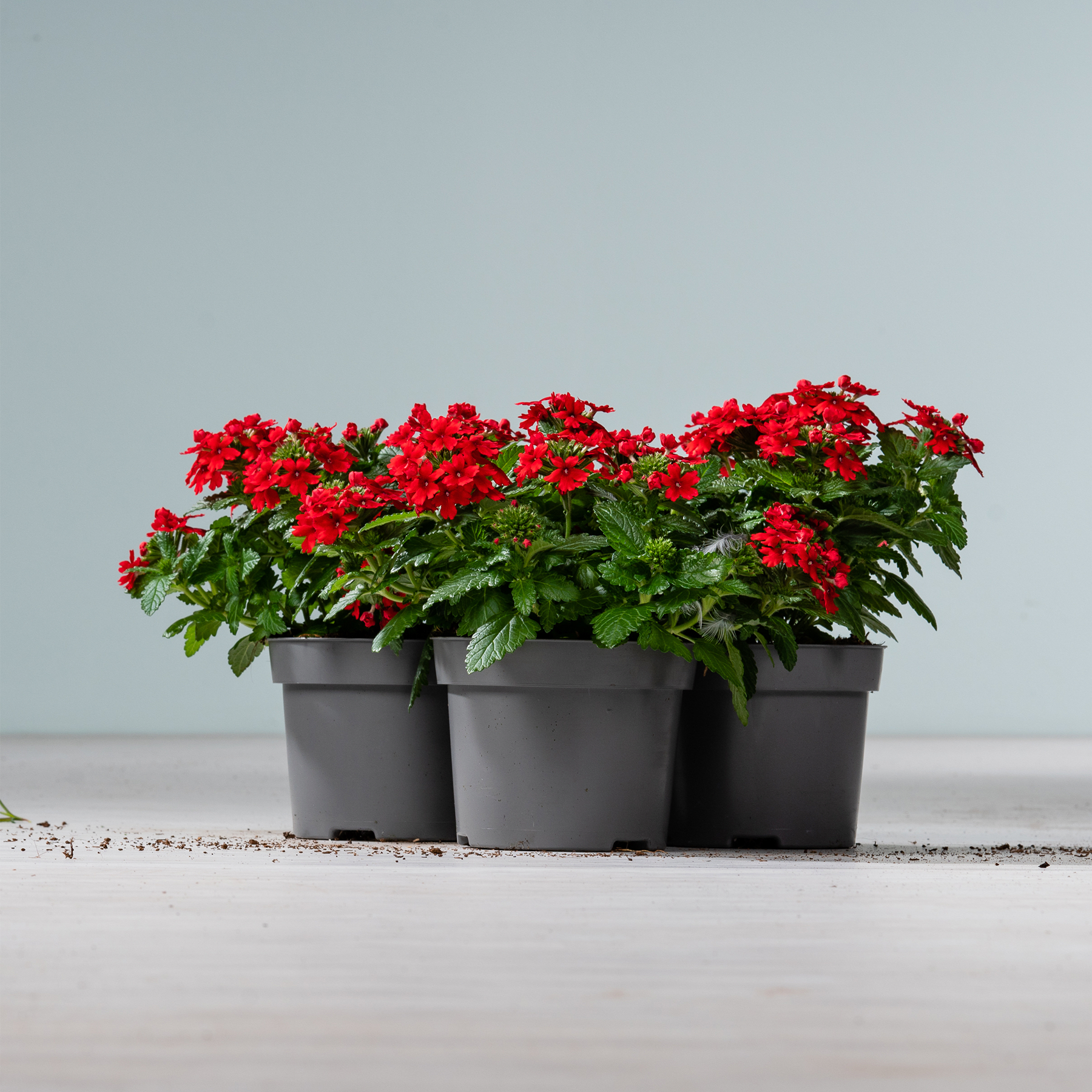 Leuchtend rote Weihnachtssterne in schwarzen Töpfen stehen auf einer hellen Oberfläche vor einem schlichten Hintergrund.