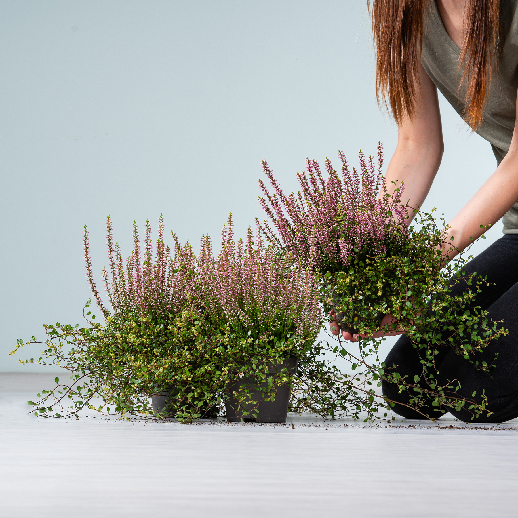 Das Bild zeigt die Hände einer Person, die verschiedene Topfpflanzen, darunter kleine violette Blumen und grüne Blätter, auf einer weißen Fläche vor einem schlichten Hintergrund arrangiert.