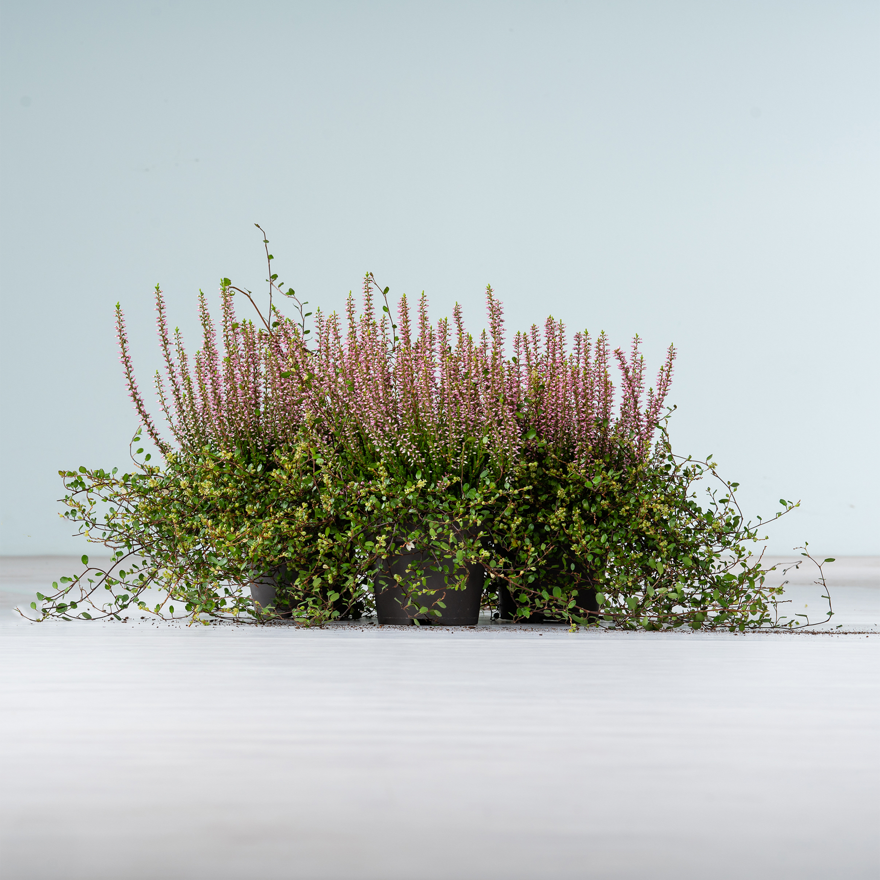 Vor einem schlichten, hellen Hintergrund steht ein Blumentopf mit einer lebendigen Mischung aus rosa Heidekraut und üppigem grünem Laub.