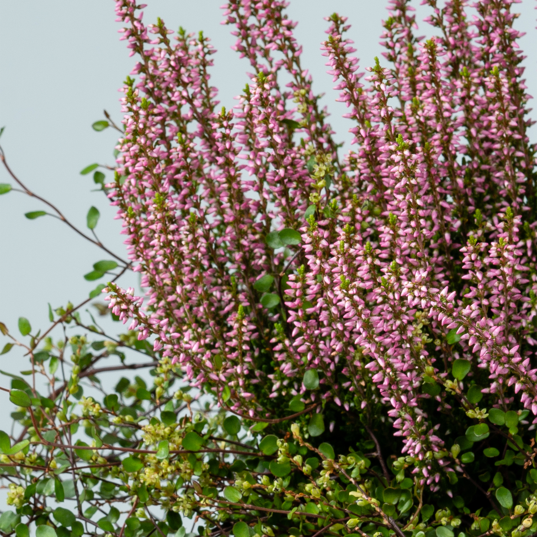 Das Bild zeigt eine üppige, lebendige Blütenpracht aus rosa Heidekraut, die vor dem Hintergrund grüner Blätter blühen und eine bezaubernde und harmonische Naturszenerie schaffen.
