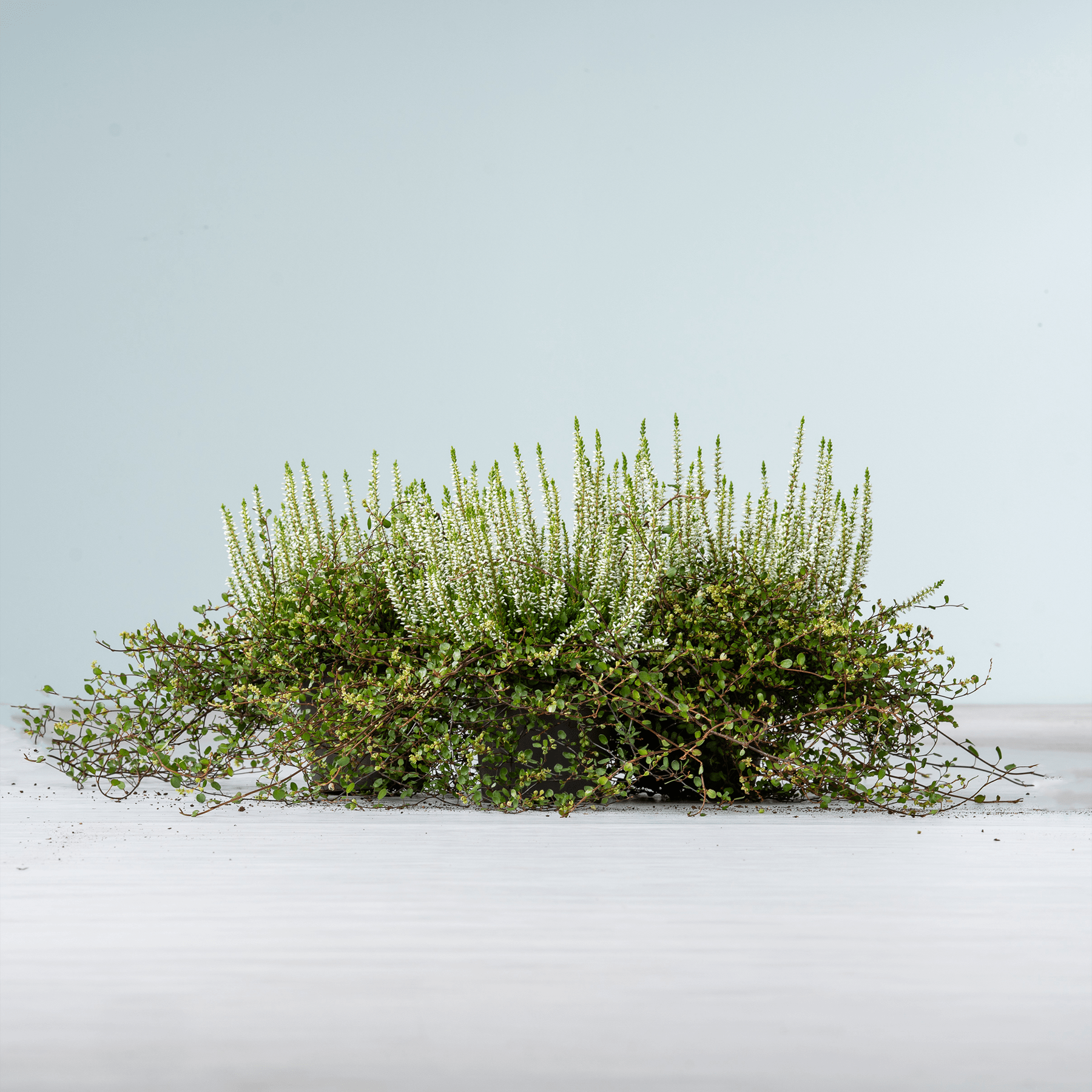 Ein üppiger, grüner Busch mit zarten weißen Blüten steht vor einem schlichten, blassen Hintergrund und schafft eine heitere und minimalistische Komposition.
