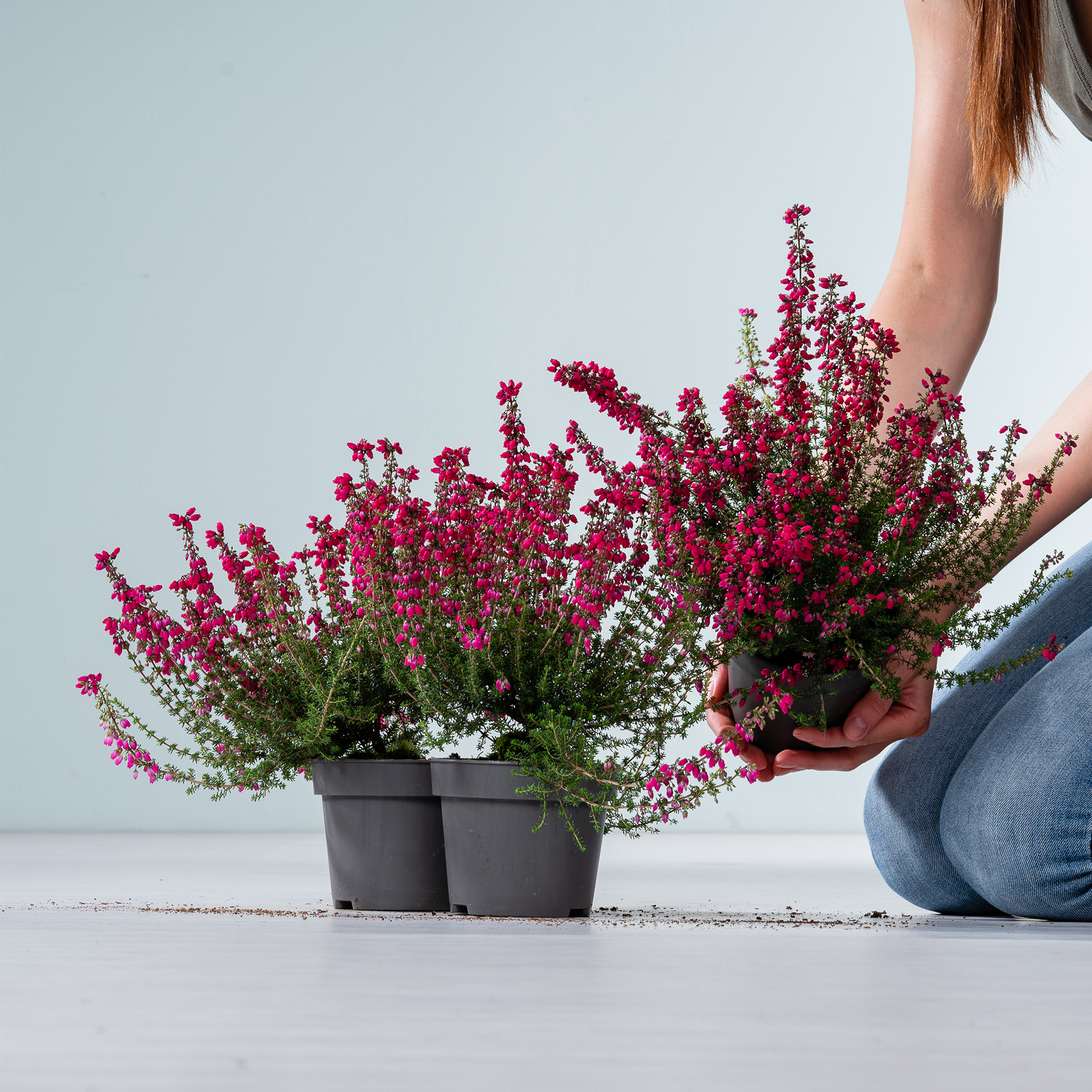 Das Bild zeigt eine Person, die vor einem schlichten, hellen Hintergrund einen Blumentopf mit leuchtend rosa und violetten Blütenpflanzen hält.