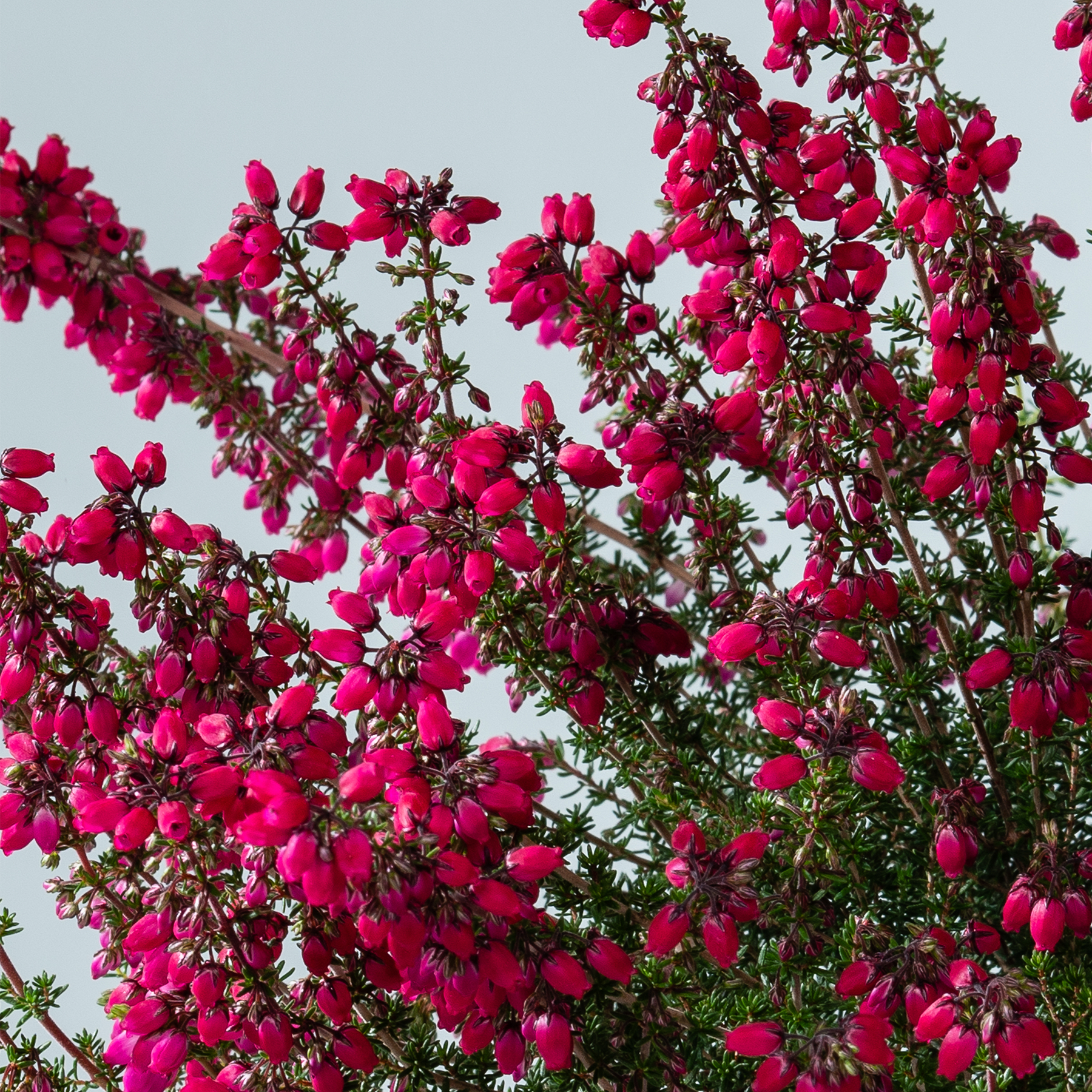 Vor einem klaren blauen Himmel blühen auf den Zweigen eines üppigen grünen Strauchs in Hülle und Fülle leuchtend rosa Blüten.