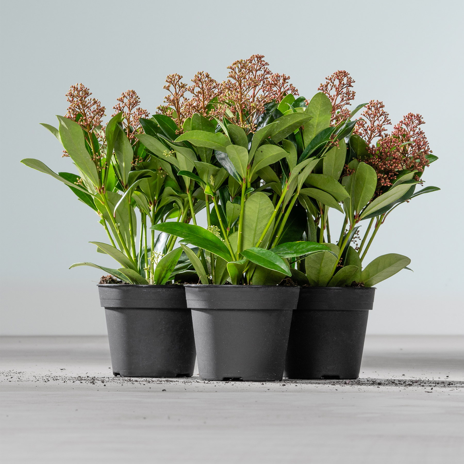 Drei Topfpflanzen mit grünen Blättern und kleinen rosa Blüten stehen auf einer Holzoberfläche vor einem schlichten Hintergrund.