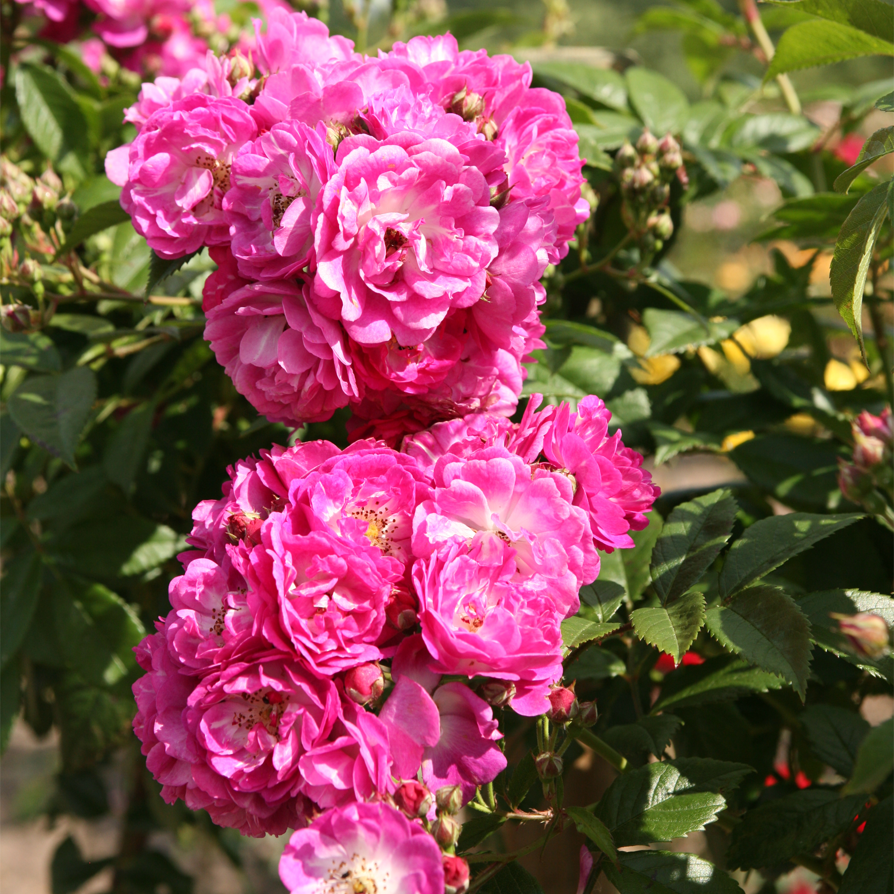 Kräftig rosa Pfingstrosen in voller Blüte heben sich von einem üppigen, grünen Blatthintergrund ab.