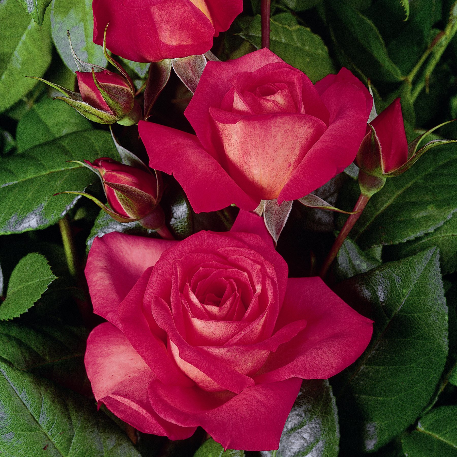 Leuchtend rote Rosen mit üppigem grünem Laub füllen den Rahmen und schaffen ein bezauberndes Blumenarrangement.