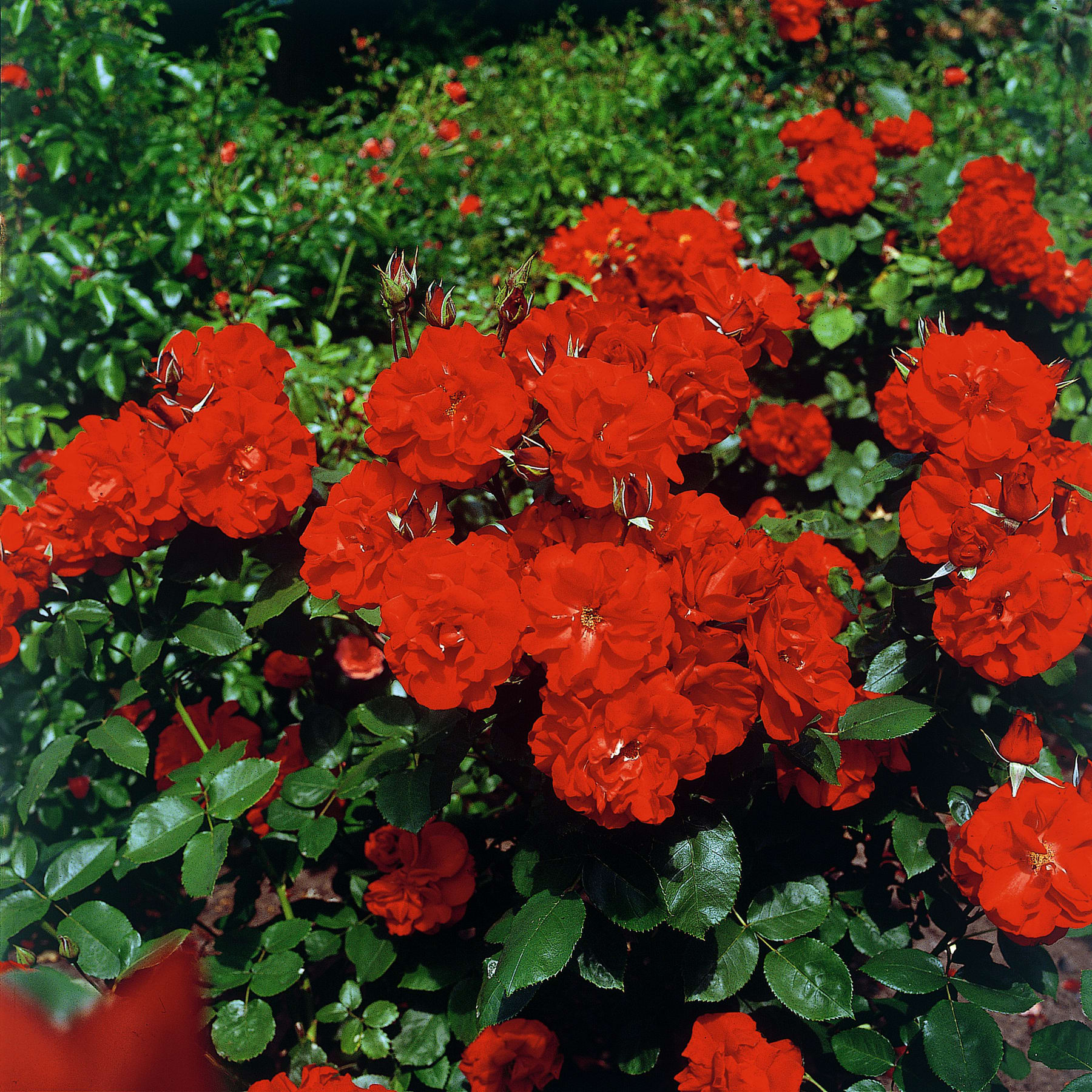 Leuchtend rote Blumen blühen inmitten üppiger grüner Blätter und bilden einen auffälligen Kontrast in der natürlichen Umgebung.