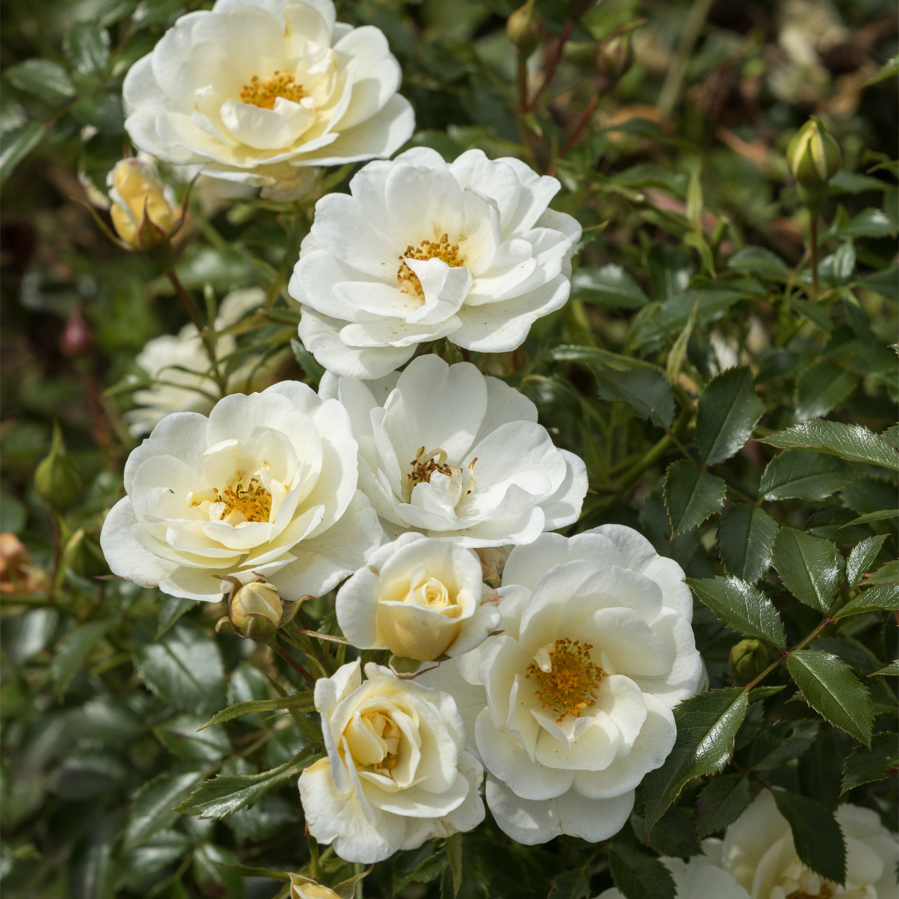 Eine Ansammlung zarter, cremeweißer Rosenblüten, umgeben von üppigem grünem Laub vor einem unscharfen natürlichen Hintergrund.