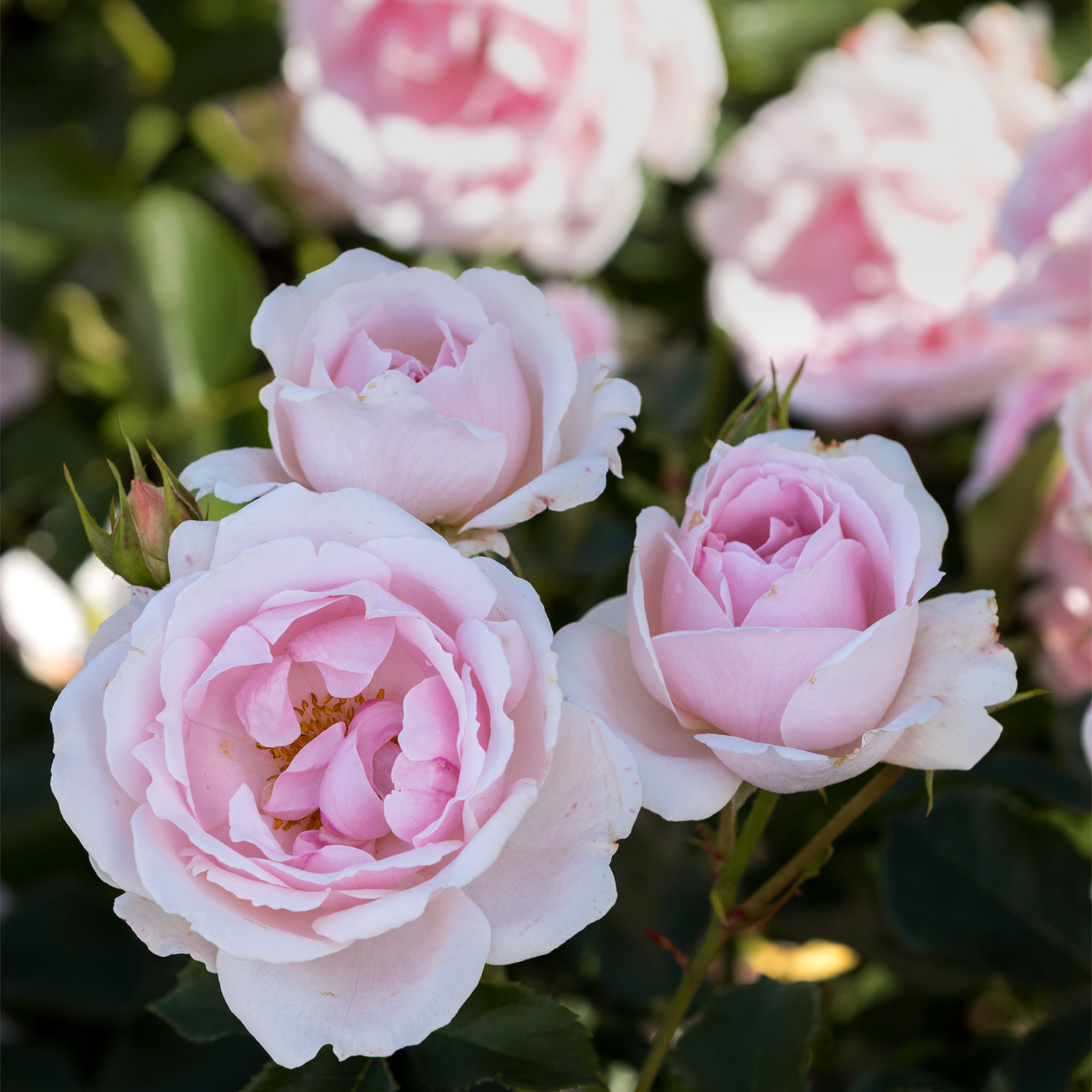 Das Bild zeigt eine Nahaufnahme mehrerer zarter, blassrosa Rosen mit weichen, samtigen Blütenblättern vor einem unscharfen, grünen Hintergrund, wodurch eine ruhige und schöne Blumenkomposition entsteht.