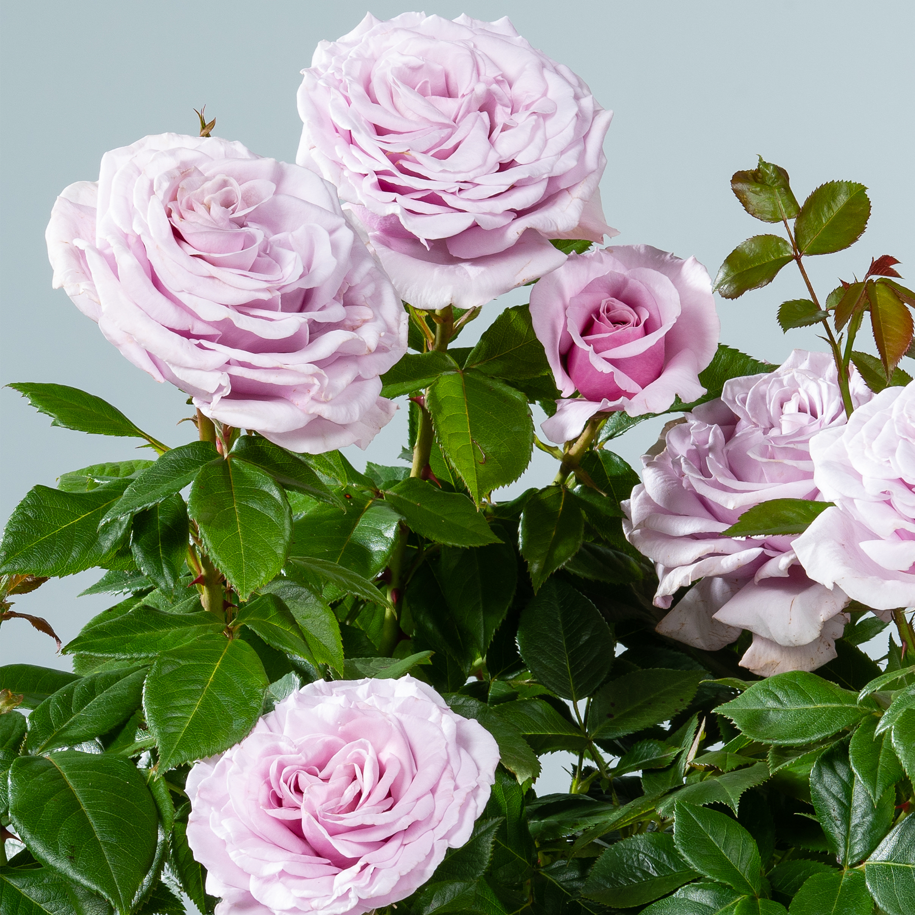 Ein üppiger Strauß zarter, blassrosa Rosen mit leuchtend grünem Laub vor einem weichen, gedämpften Hintergrund.