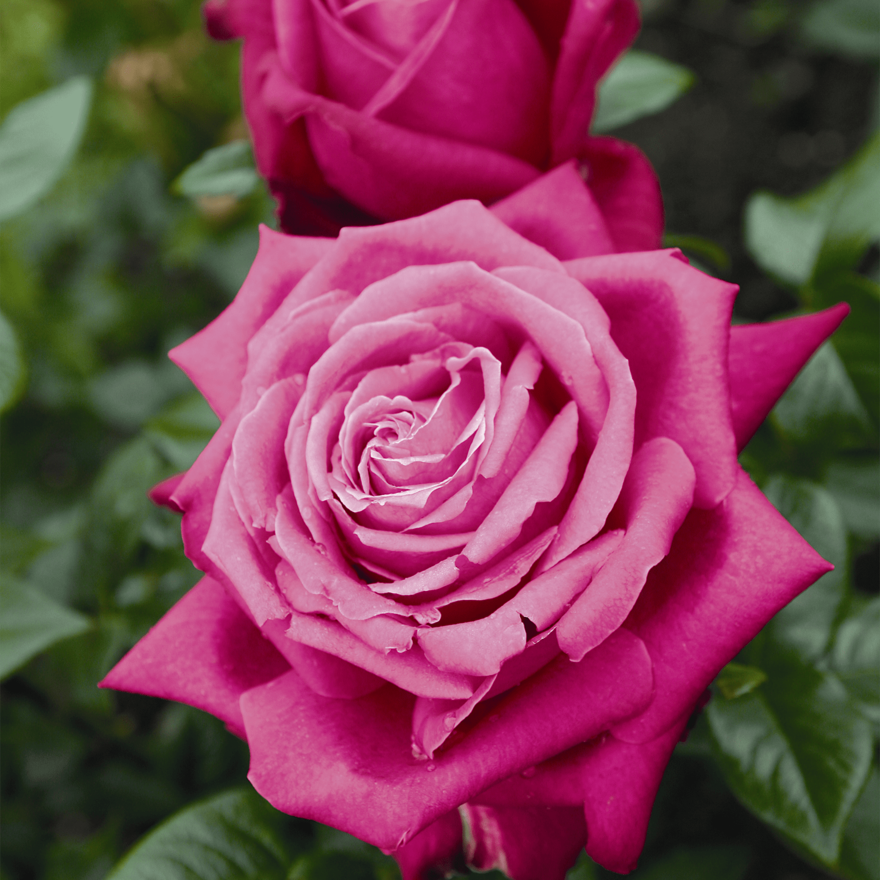 Leuchtend rosa Rosen in voller Blüte, deren zarte Blütenblätter sich vor dem Hintergrund üppiger grüner Blätter entfalten.