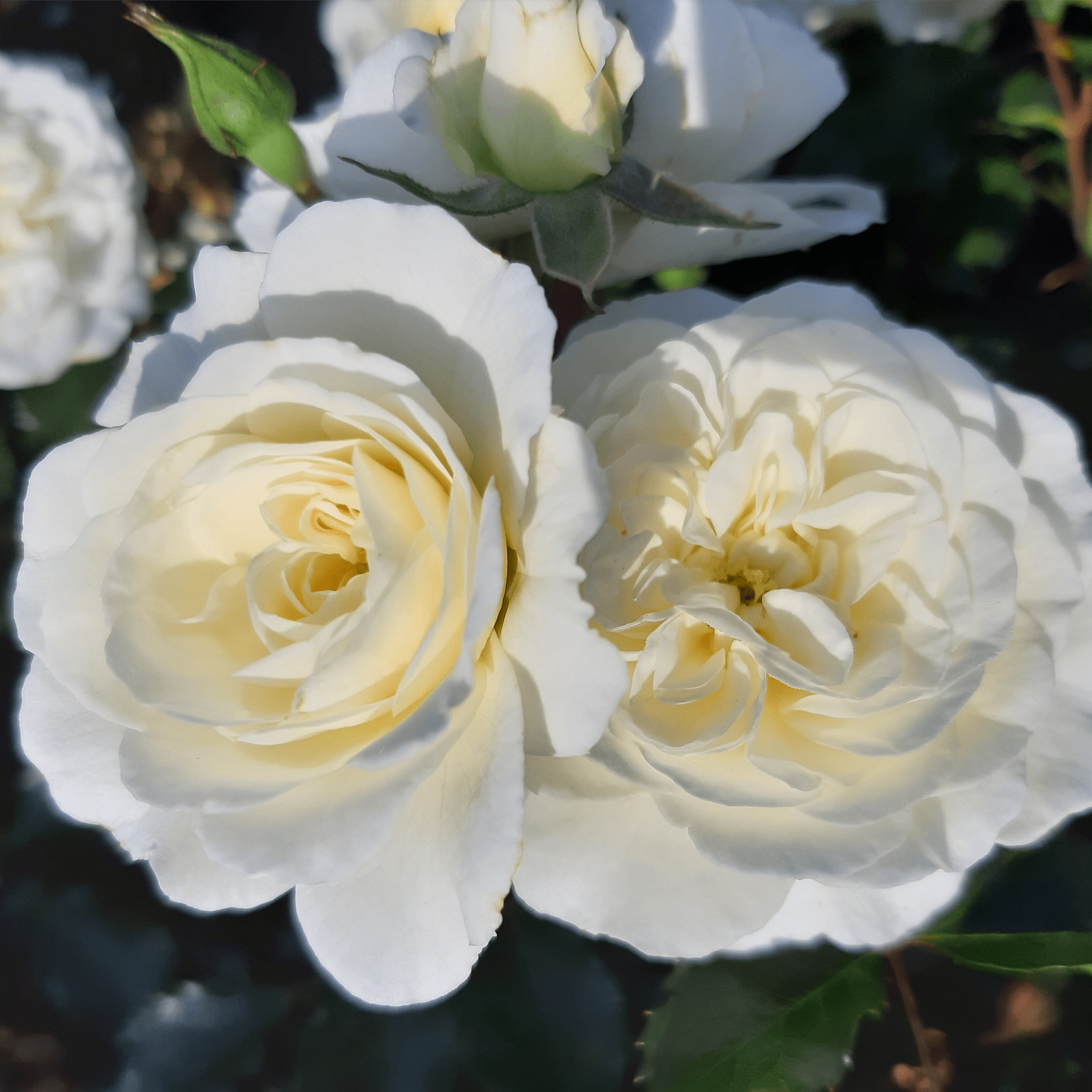 Das Bild zeigt eine Nahaufnahme mehrerer wunderschöner, cremeweißer Rosenblüten mit zarten Blütenblättern vor dem Hintergrund üppiger grüner Blätter.