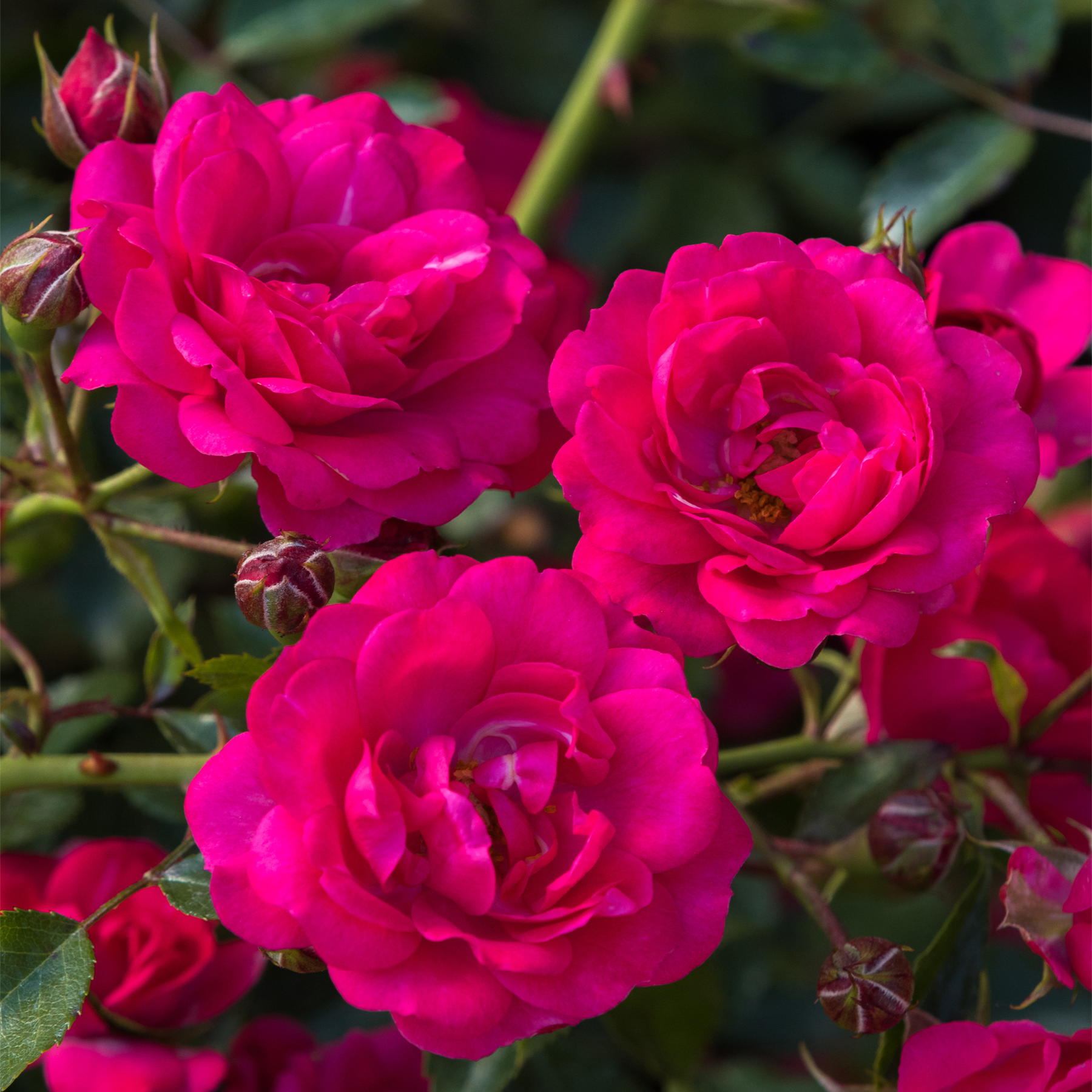 Leuchtend dunkelrosa Rosen in voller Blüte vor einem üppigen grünen Laubhintergrund.