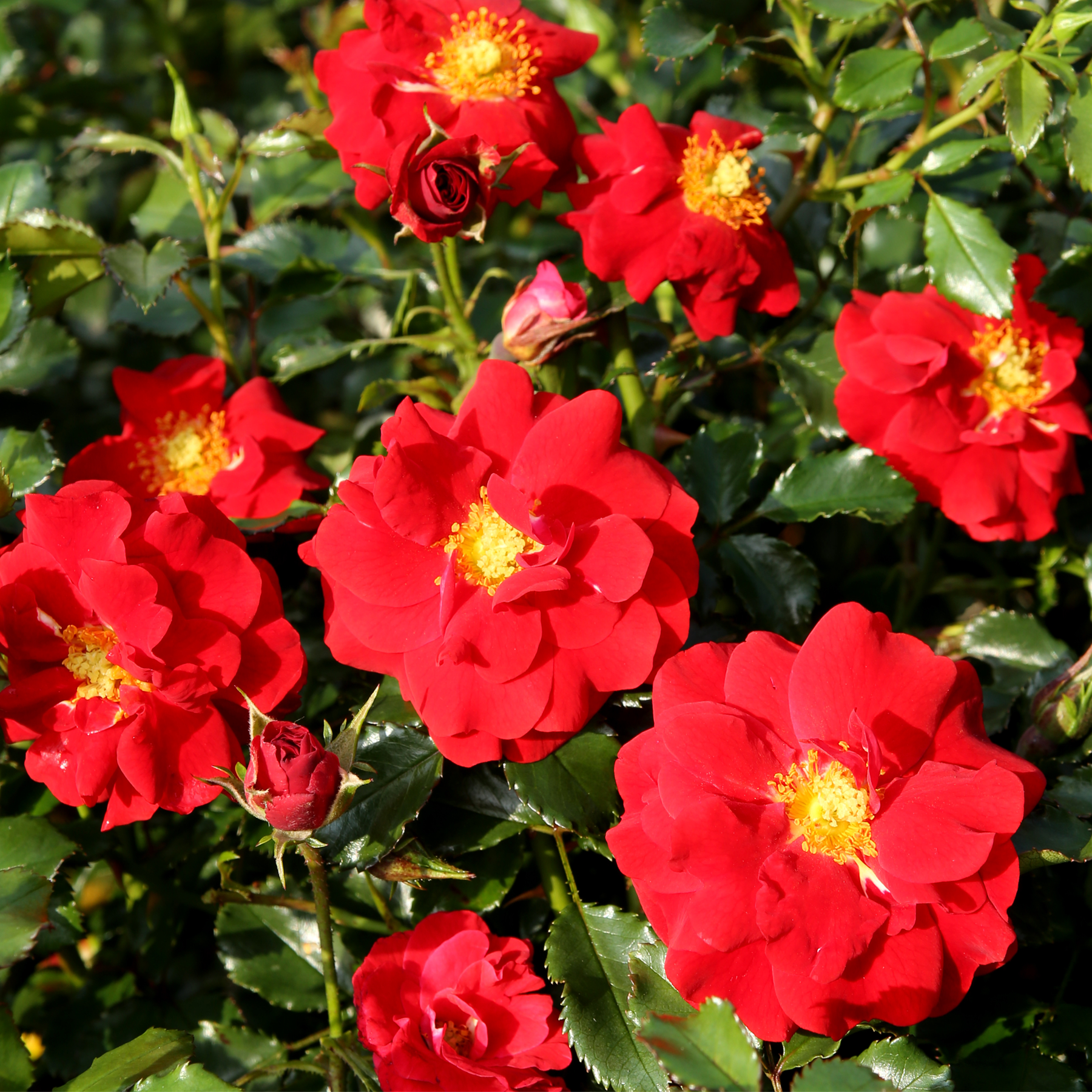 Leuchtend rote Rosen blühen inmitten üppiger grüner Blätter und schaffen ein bezauberndes Schauspiel natürlicher Schönheit.