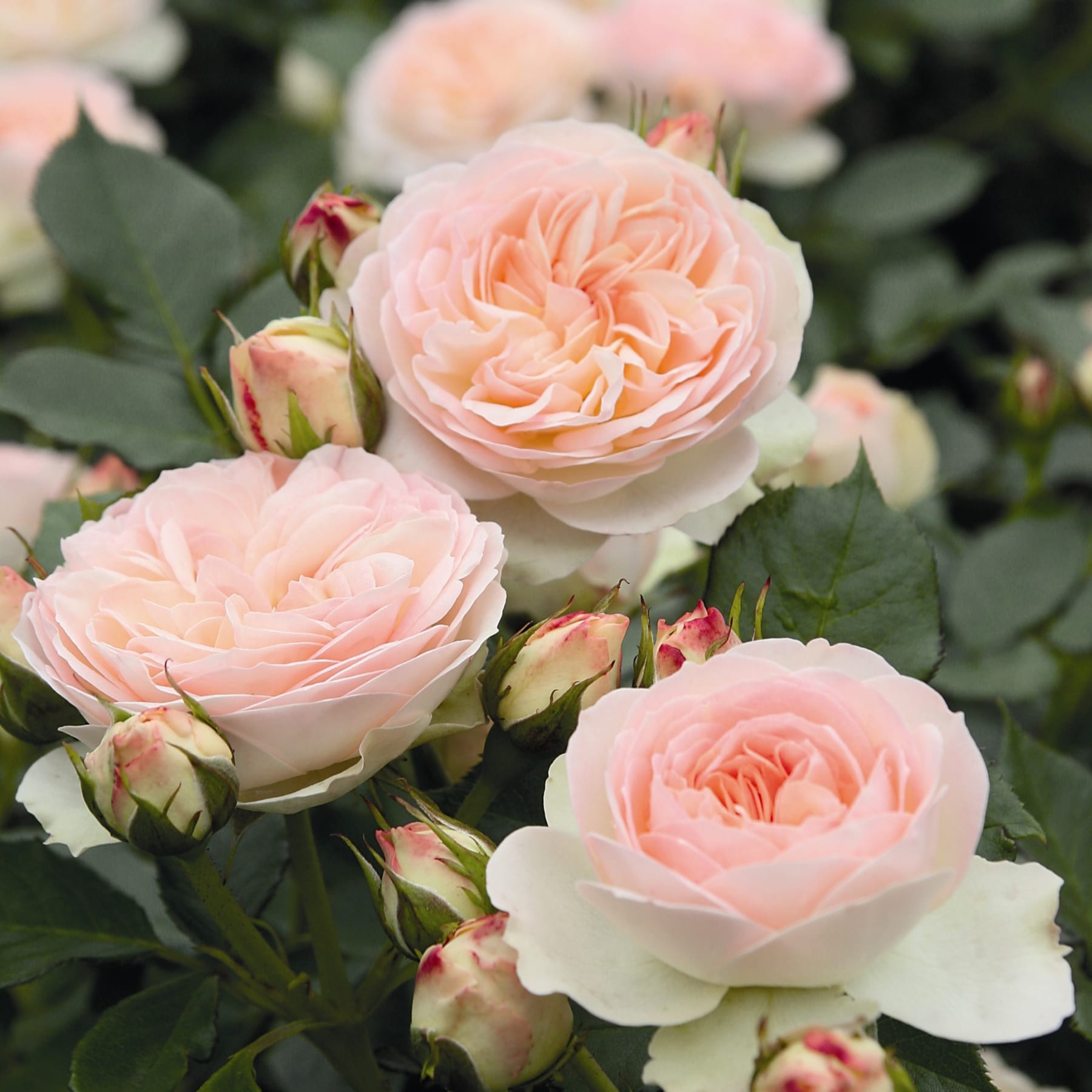 Zarte, pfirsichfarbene Rosen in voller Blüte, umgeben von üppigem grünem Laub, ergeben ein ruhiges und schönes Blumenarrangement.