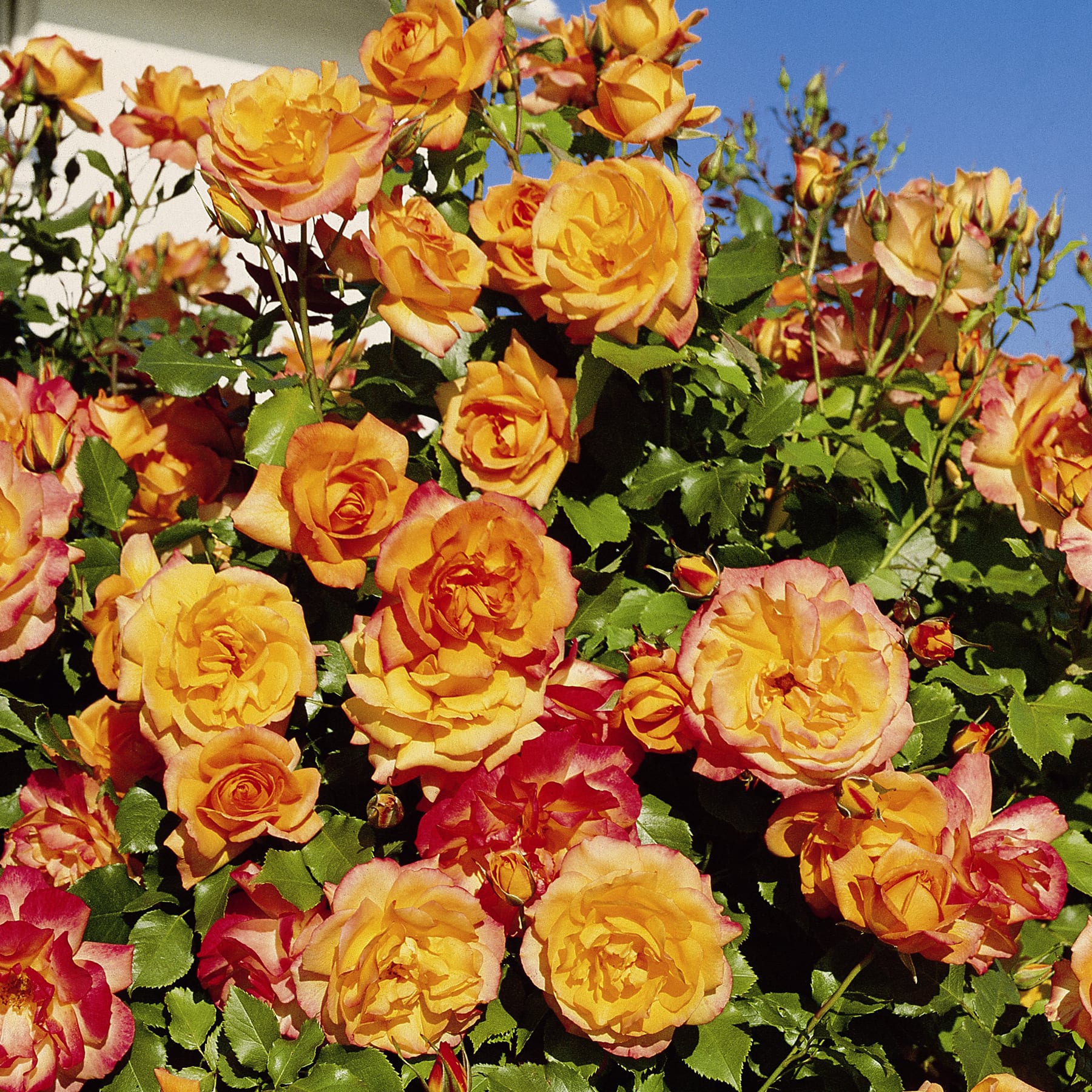 Eine leuchtende Pracht blühender gelber und orangefarbener Rosen vor einem klaren blauen Himmel, umgeben von üppigem grünem Laub.