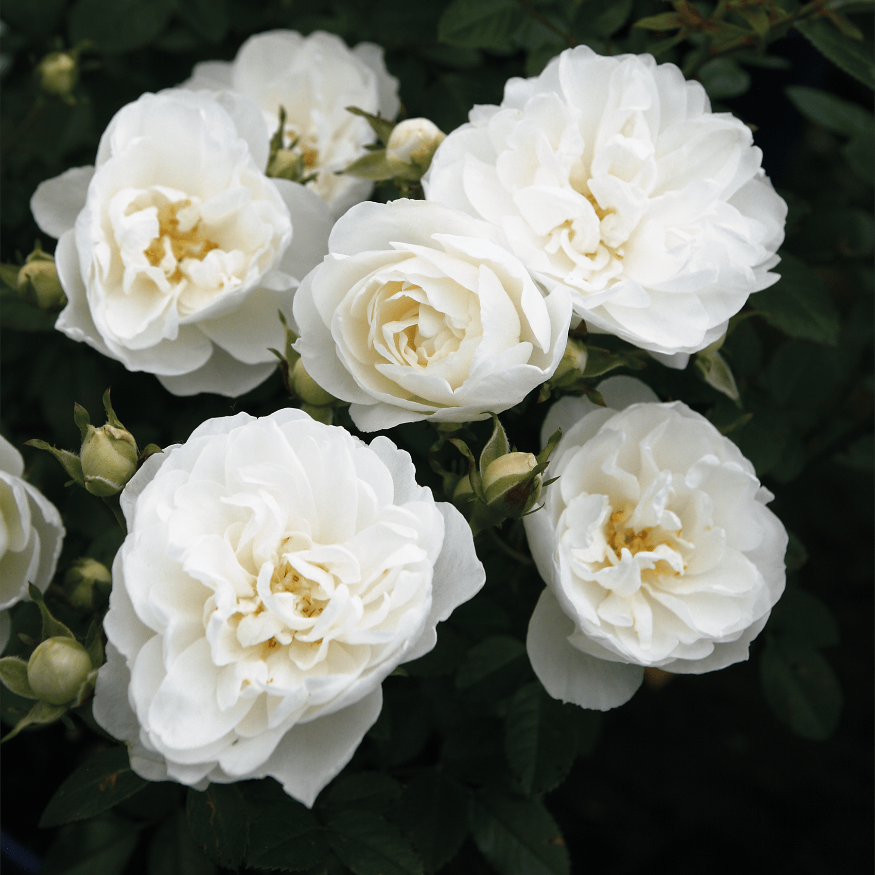 Ein Strauß wunderschöner, makellos weißer Rosen mit zarten Blütenblättern vor dem Hintergrund üppiger, dunkelgrüner Blätter.